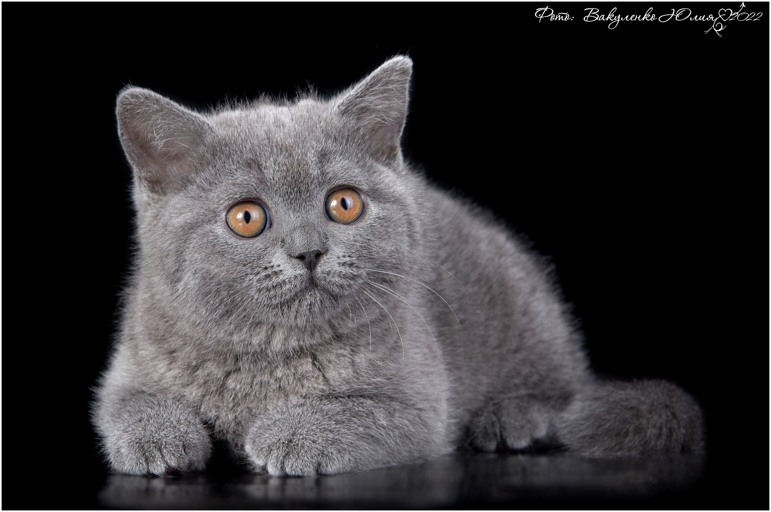 Котята. Фотограф анималист | семейный Юлия Вакуленко, г. Краснодар