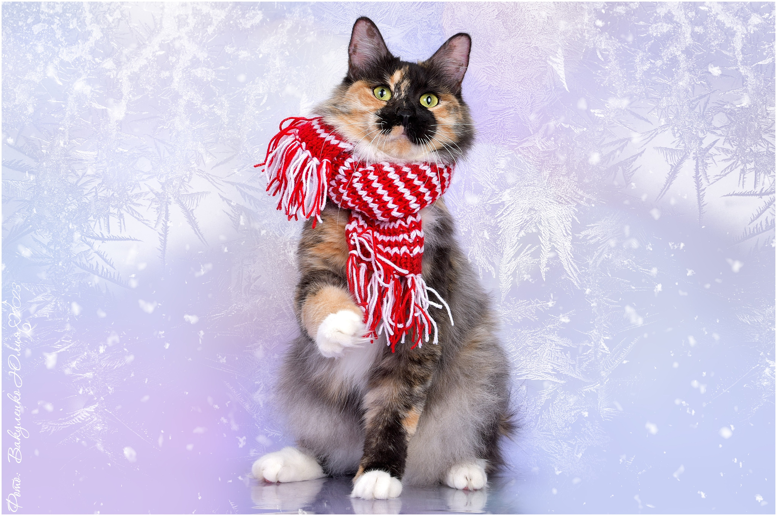 Взрослые. Фотограф анималист | семейный Юлия Вакуленко, г. Краснодар