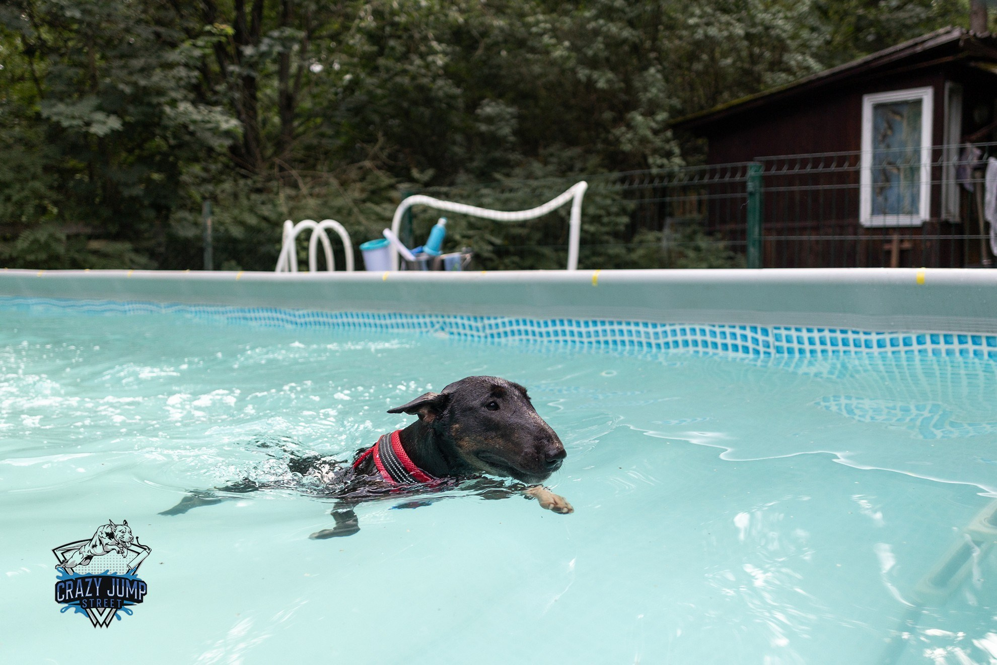 Собаки, спорт, Док дайвинг. Свадебный и репортажный фотограф в Москве и Московской области