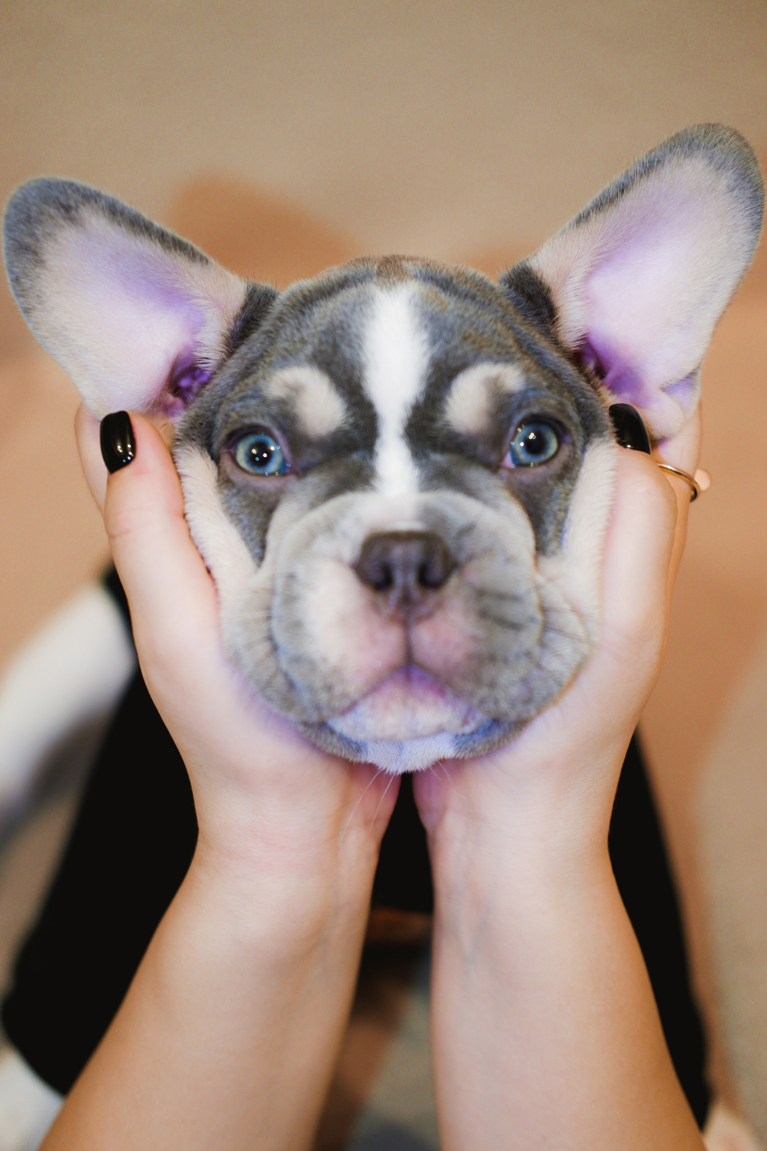 Pets. Фотограф в Москве Daria Lens