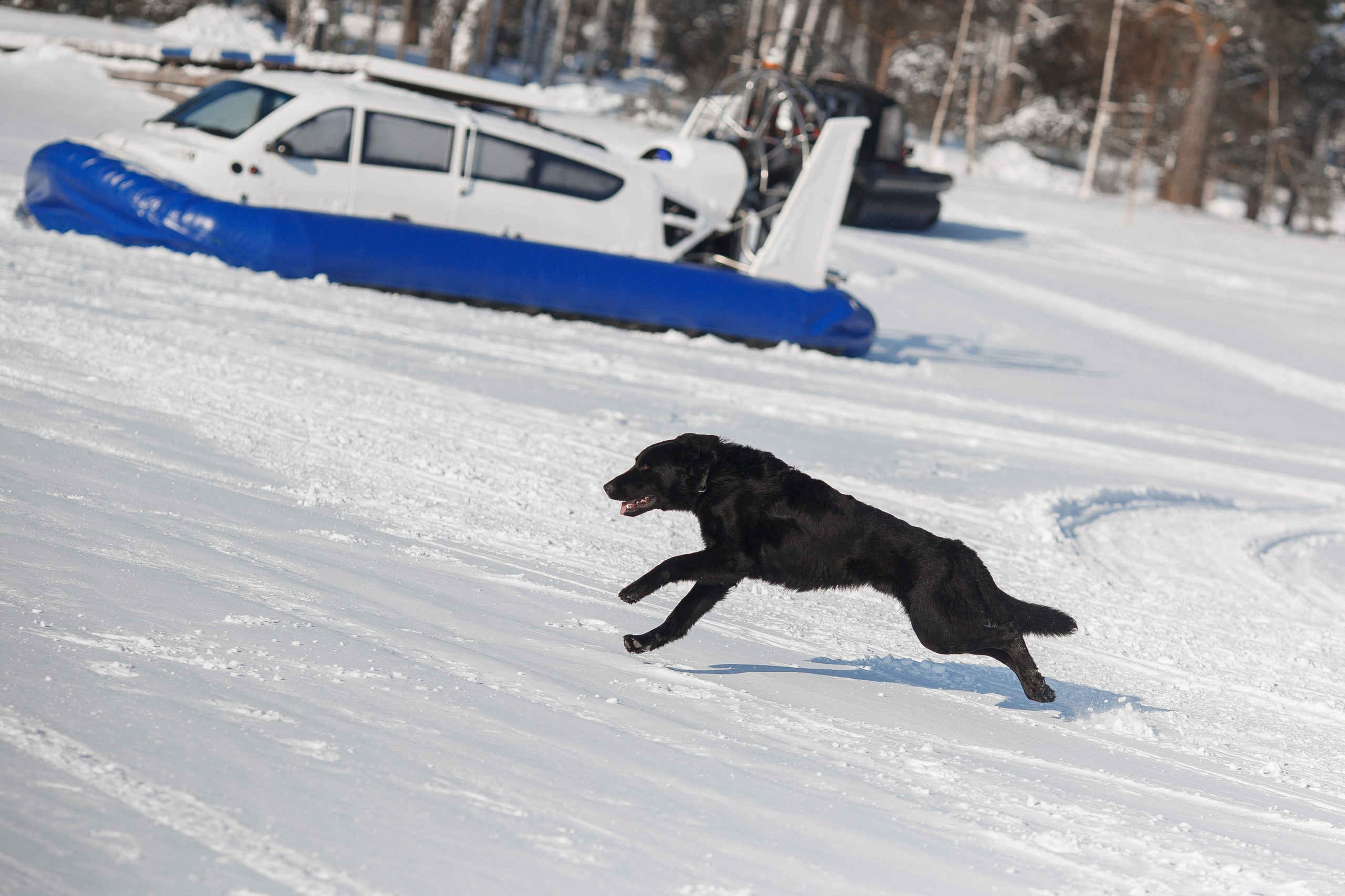 Фотосъемка собак для питомника немецких овчарок. Репортажный фотограф Борис Геер