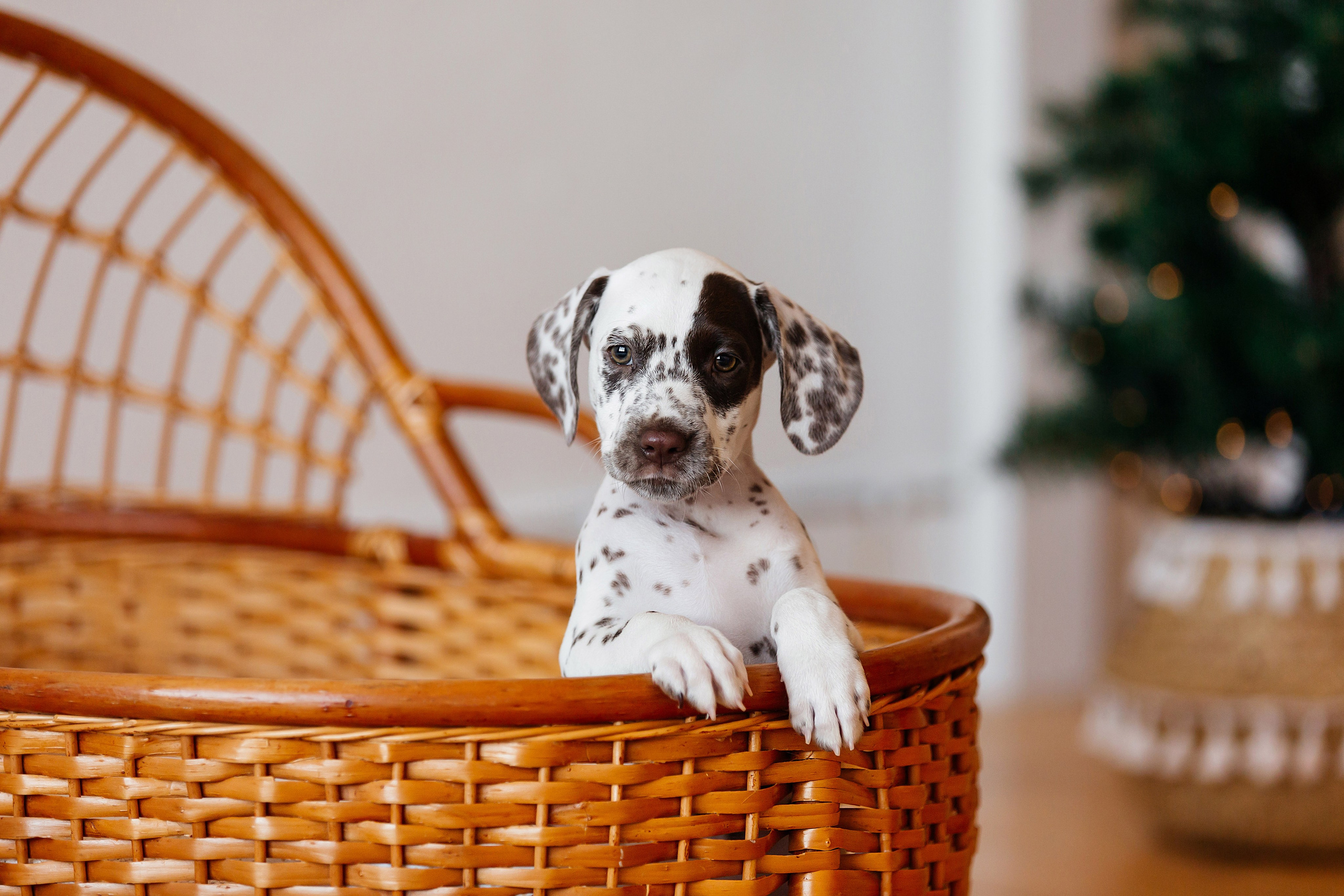 Далматины в новогодней фотостудии. Фотограф-анималист в Краснодаре Маша Мельникова