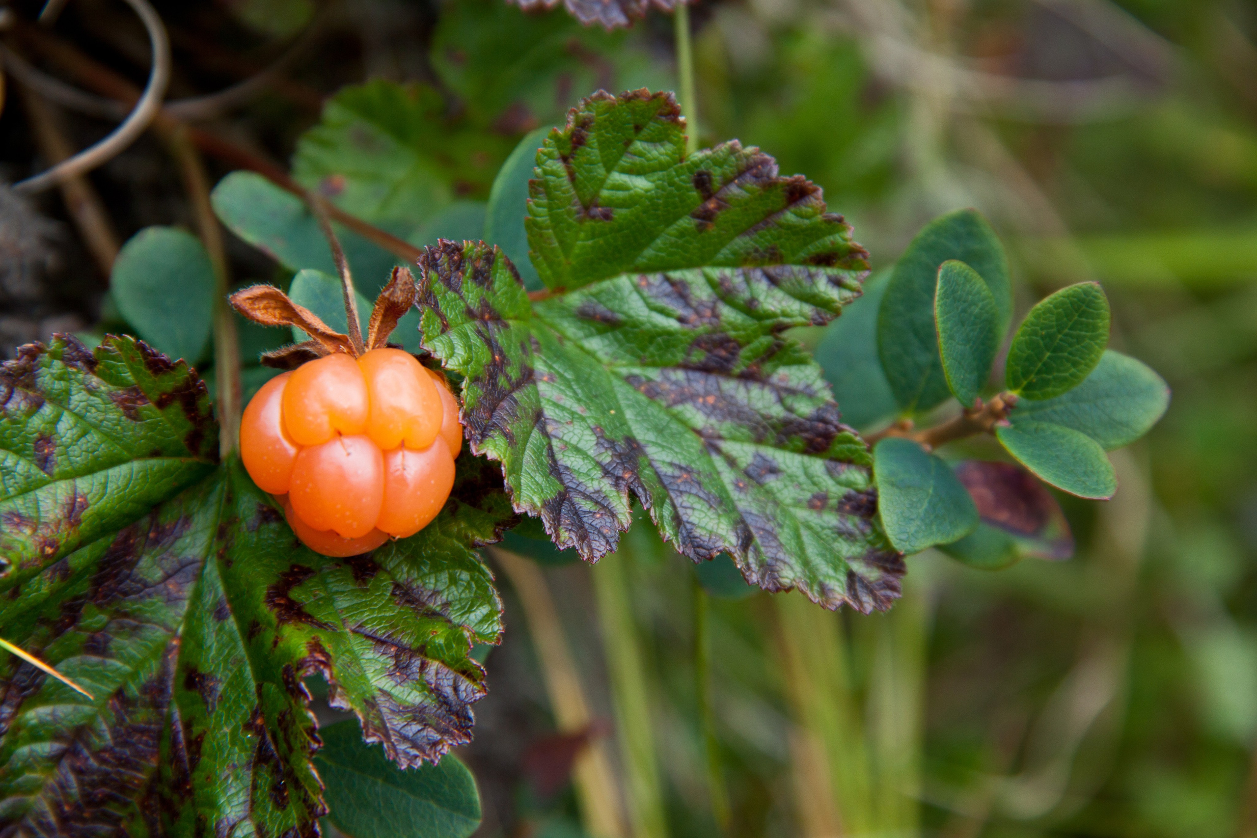 Мир растений. Пейзажи Крайнего Севера. Баренцево море, Рыбачий, Средний, Немецкий