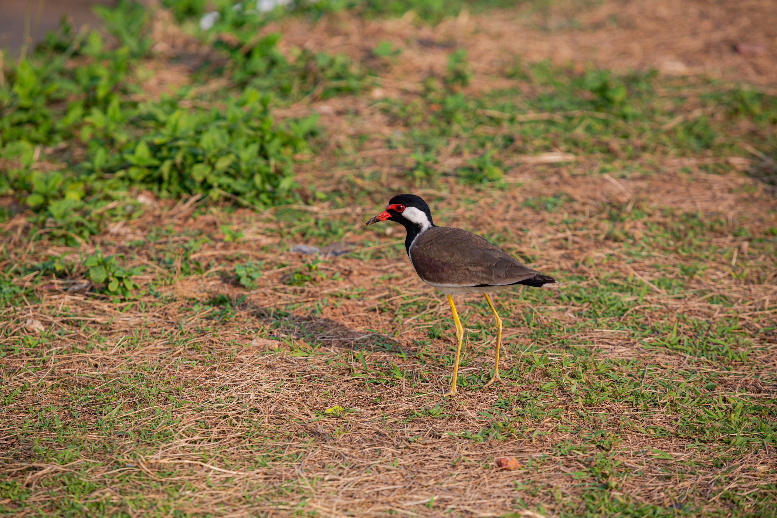 Galle. Фотограф Сонкина Татьяна