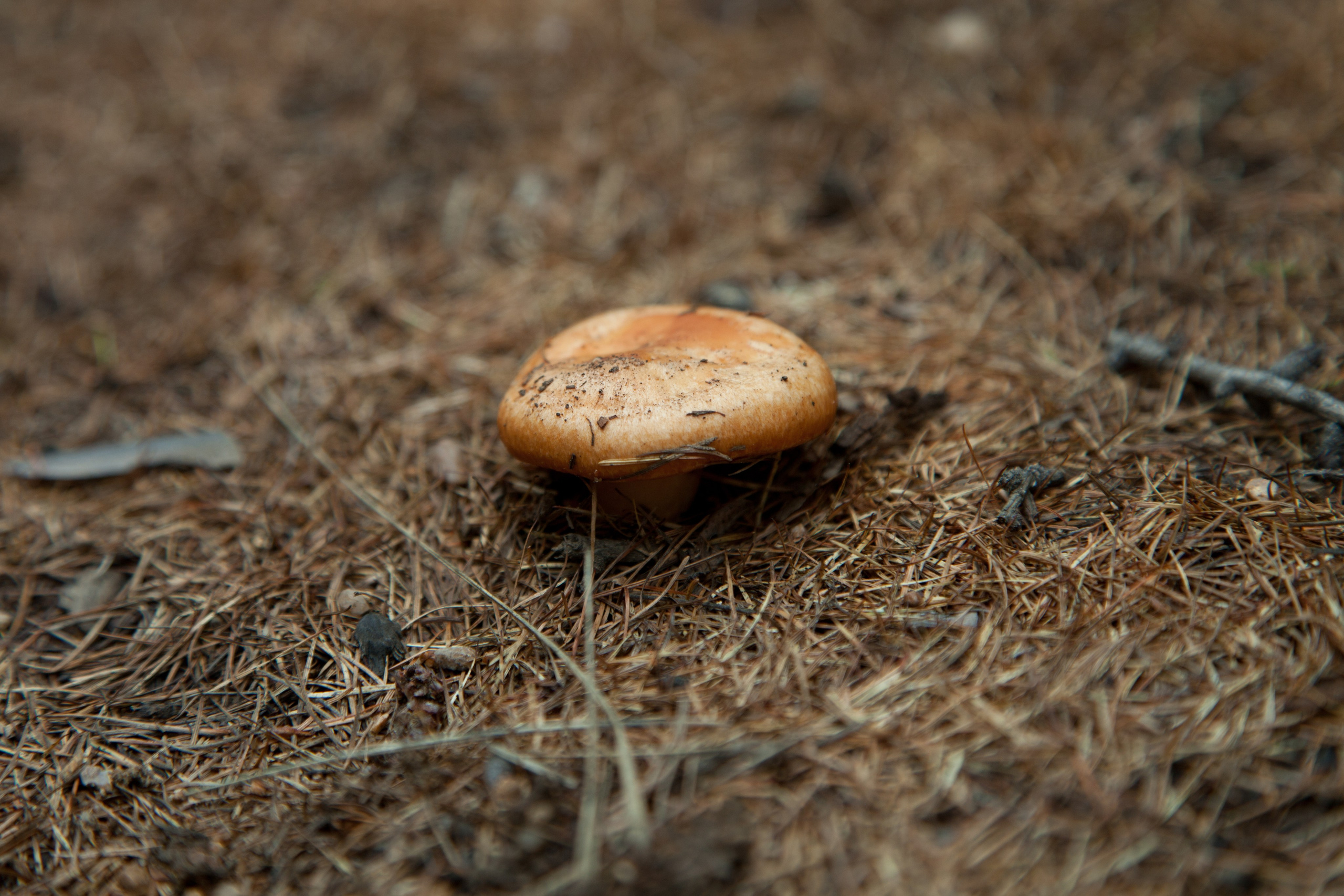 Фото Природы Забайкалья. Студия Максима Белослюдцева