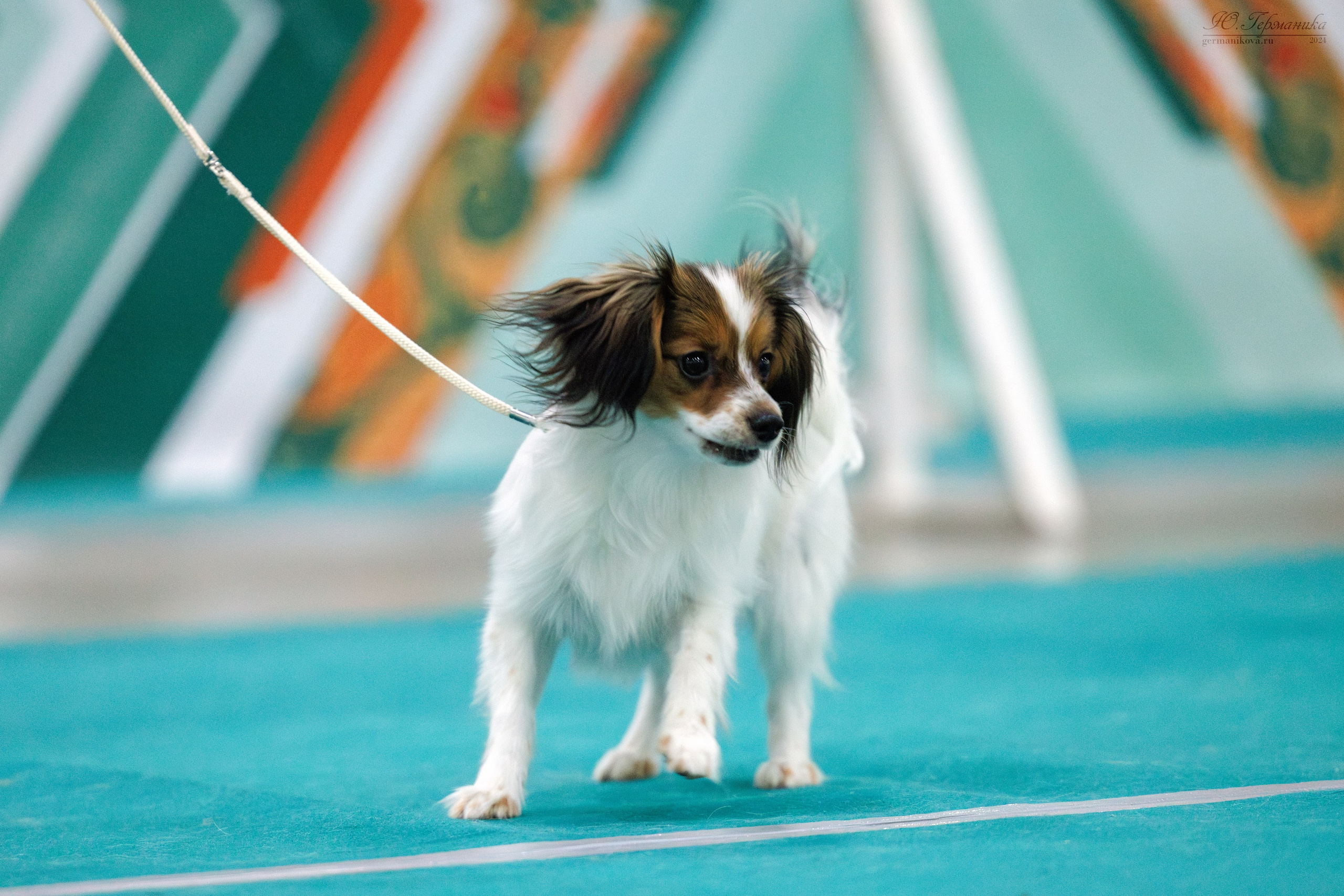 Евразия 16-17.11.2024. Фотограф-анималист Юлия Германика