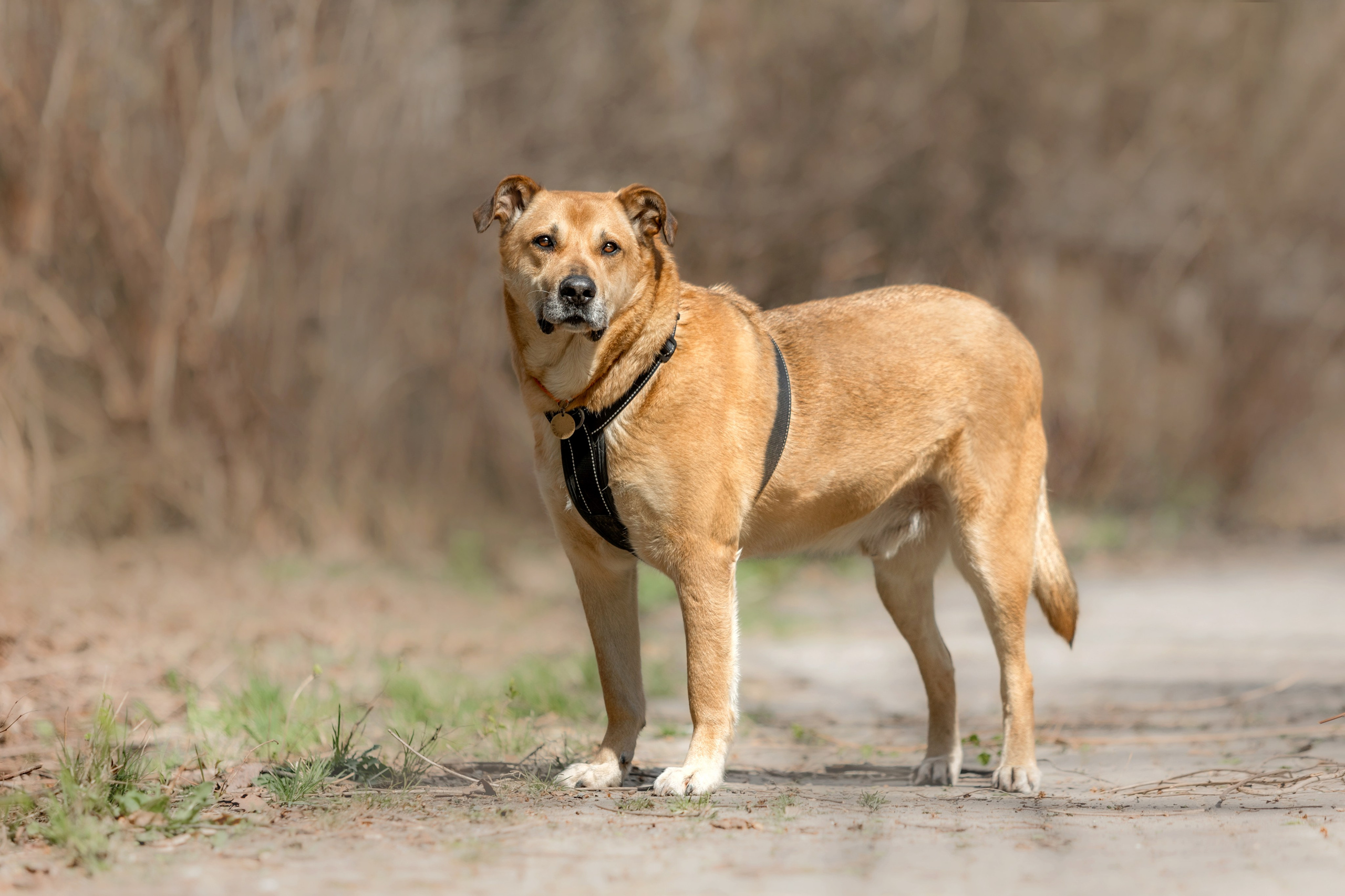 Как я выбираю, на какой объектив снимать животных?