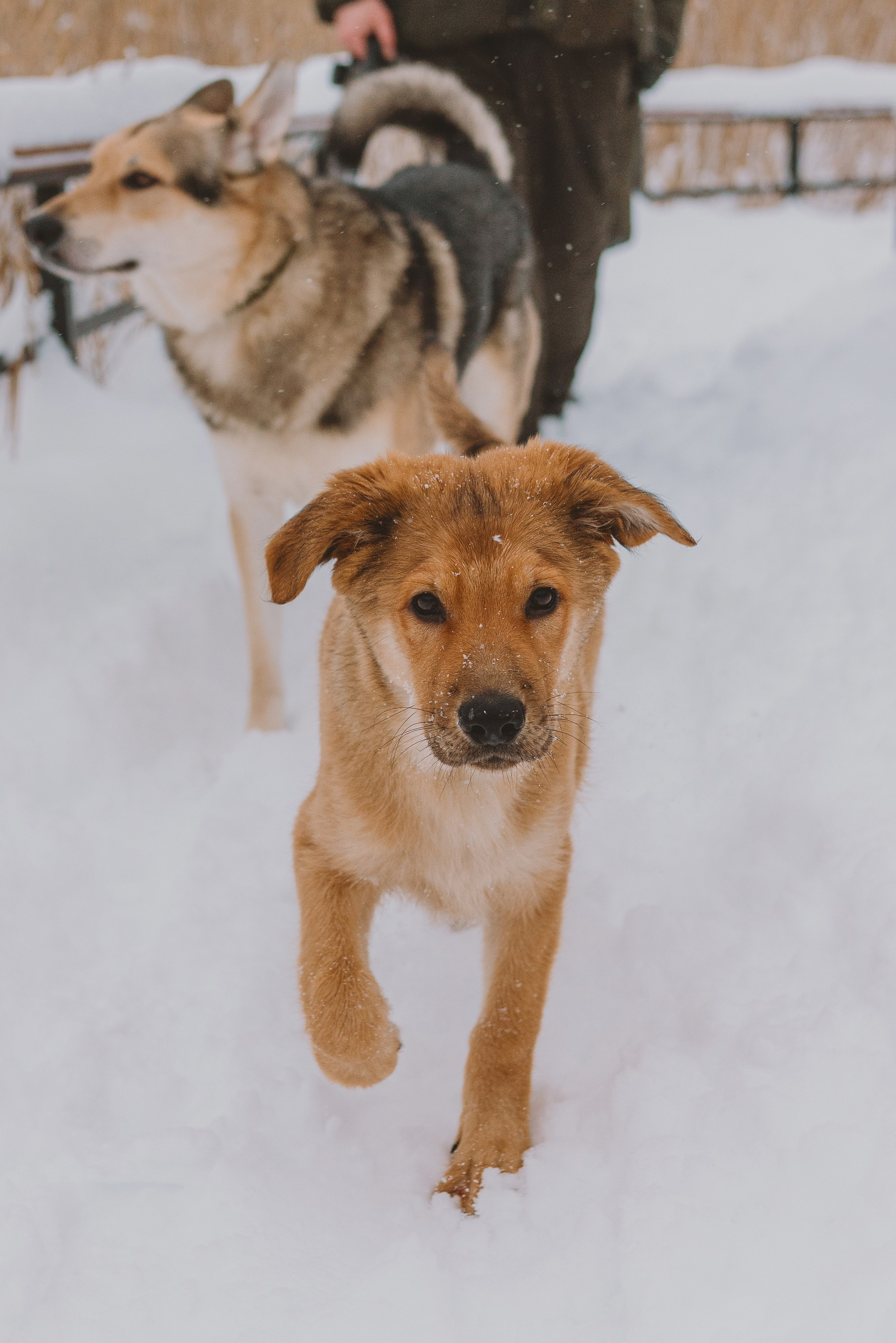 Фотосессия с питомцами на природе. Фотограф анималист в Спб недорого Олеся Майорова