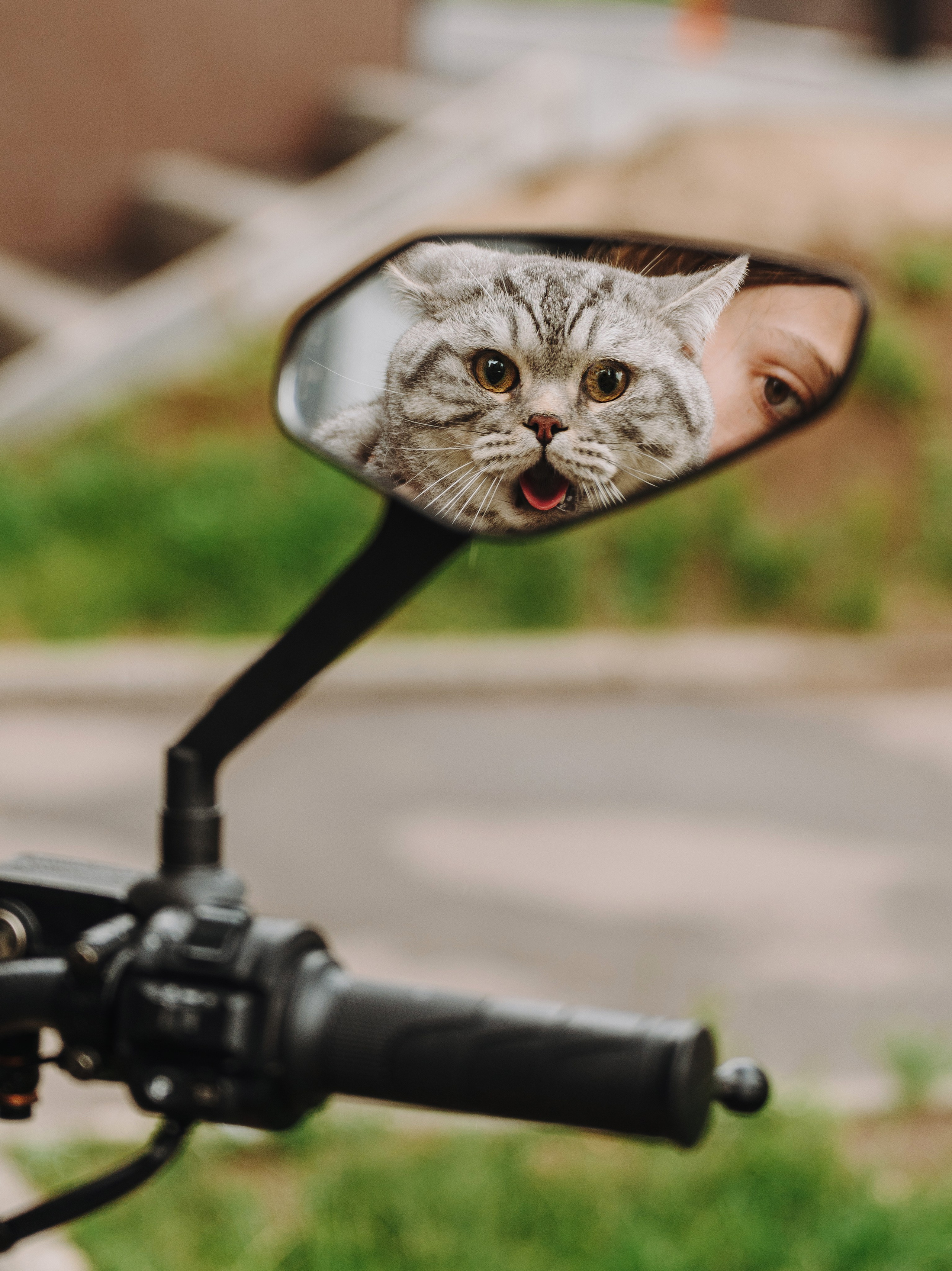 Портфолио кошки, фотограф Олеся Майрова. Фотограф анималист в Спб недорого Олеся Майорова