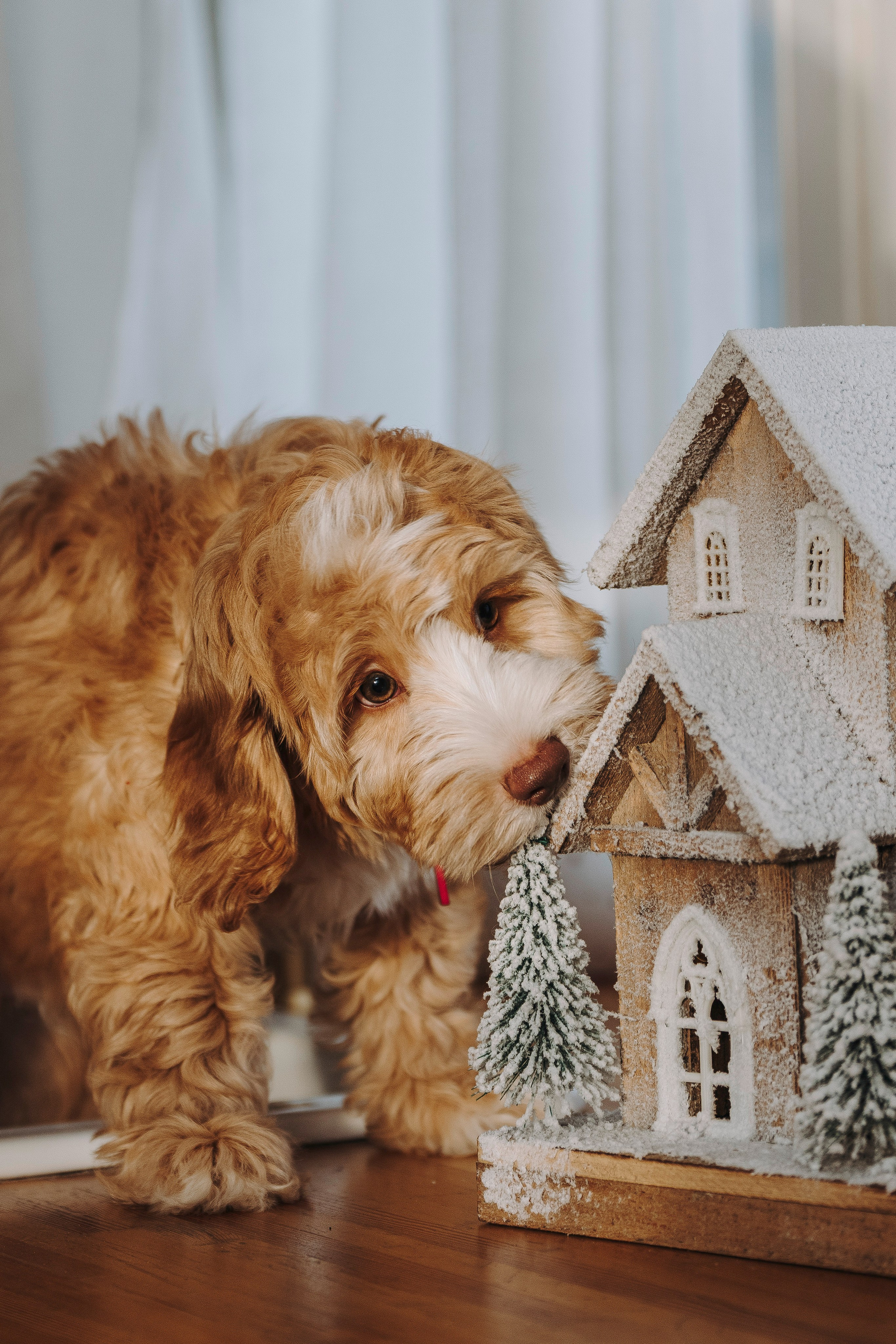 Мёрфи, Таня и Антон. Фотограф анималист в Спб недорого Олеся Майорова