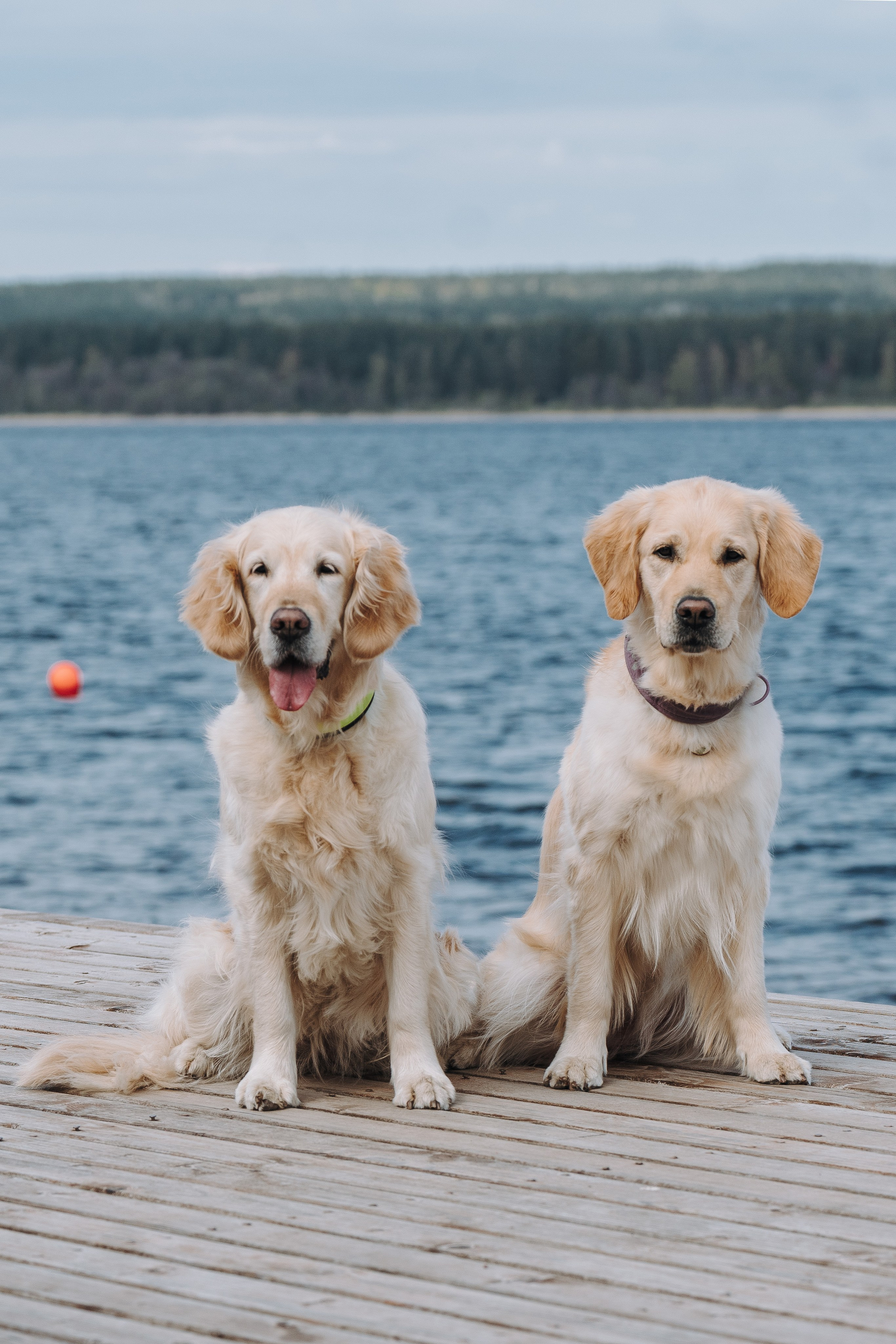 Соревнования по ноузворку в Лосево. Фотограф анималист в Спб недорого Олеся Майорова
