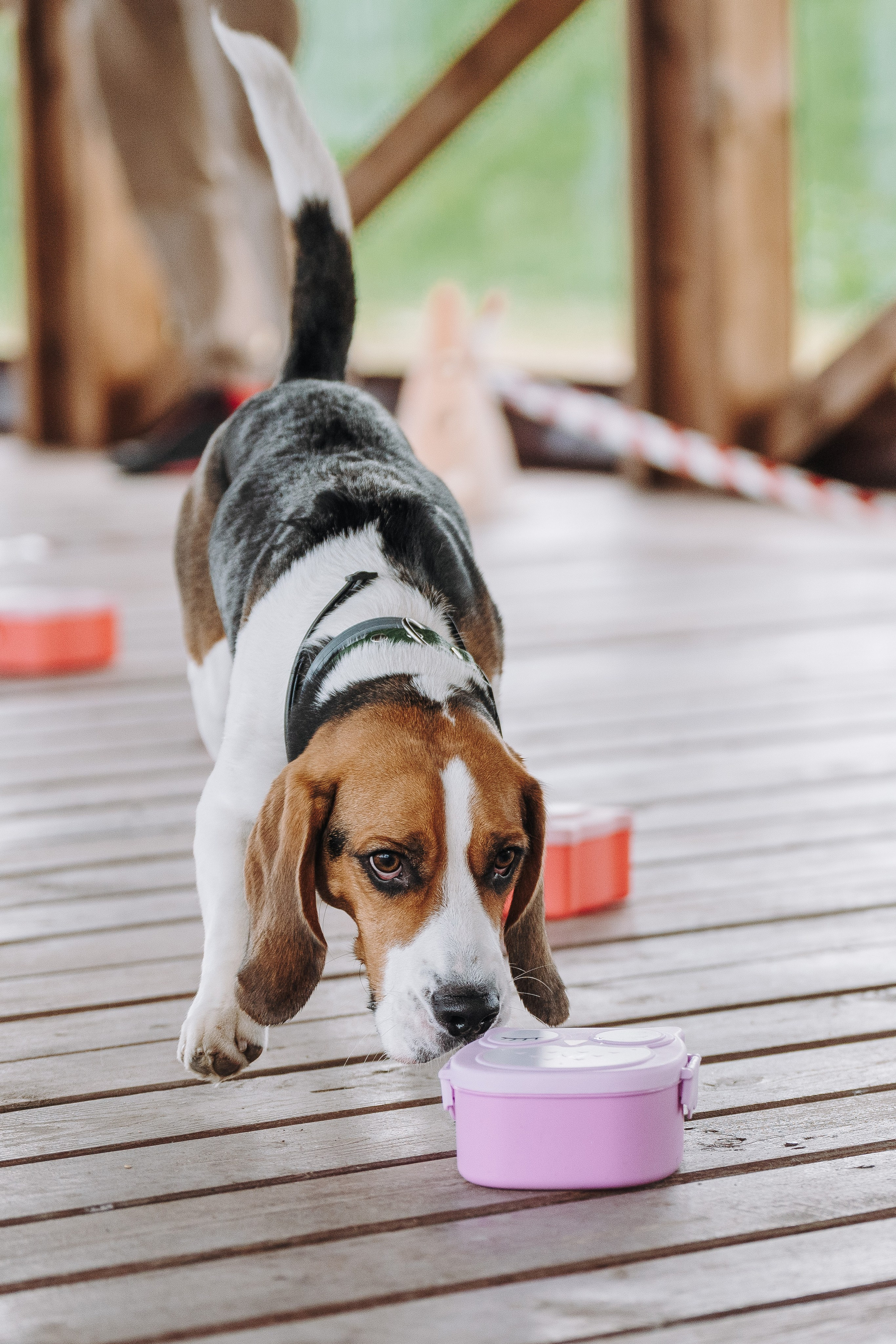 Соревнования по ноузворку в Лосево. Фотограф анималист в Спб недорого Олеся Майорова