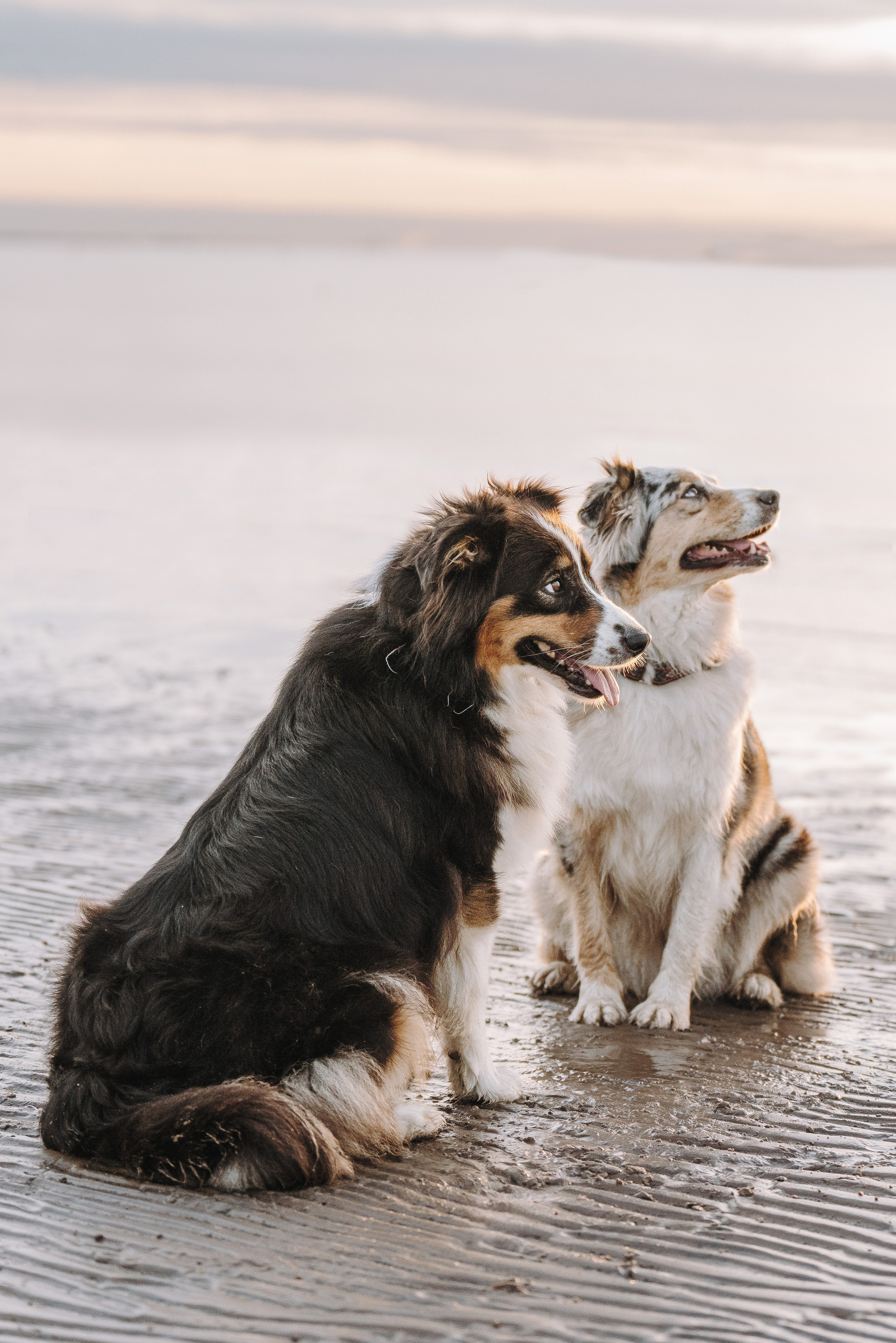 Фотограф анималист в Спб. Фотограф анималист в Спб недорого Олеся Майорова