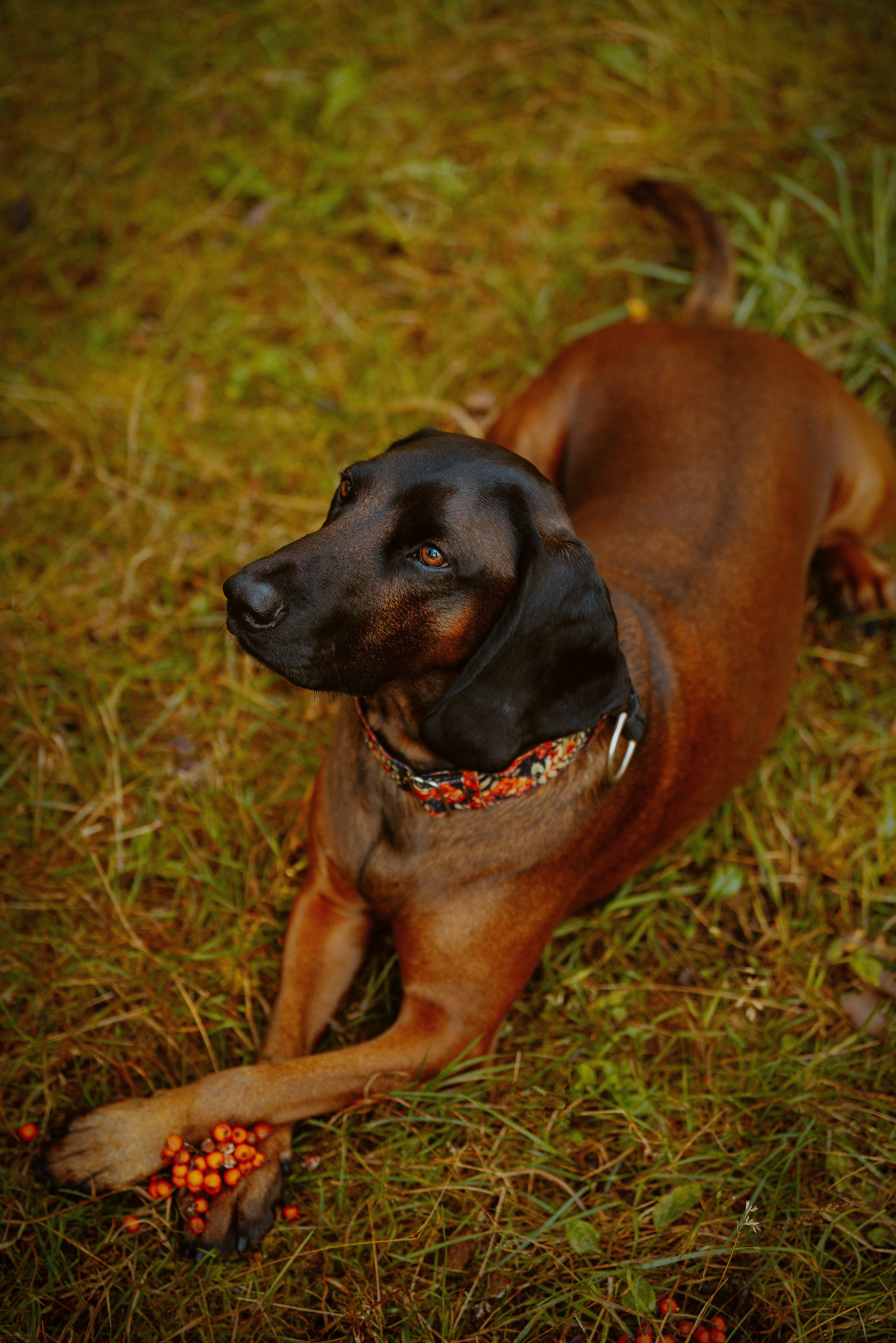 Ольга, Рора и Румпель. Фотограф анималист в Спб недорого Олеся Майорова