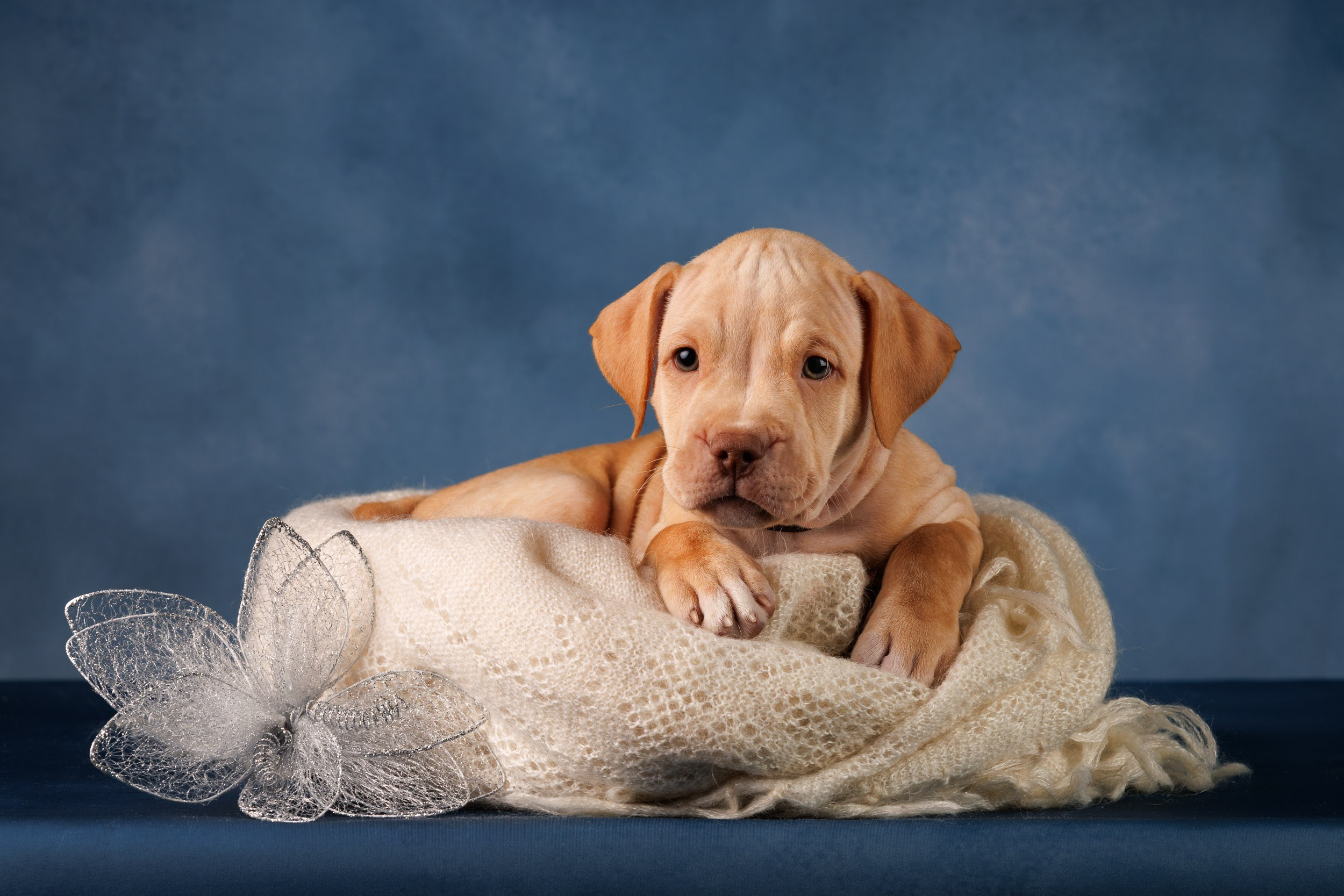 Съемка щенков АПБТ. Фотограф-анималист в Москве и Московской области Татьяна Фролова