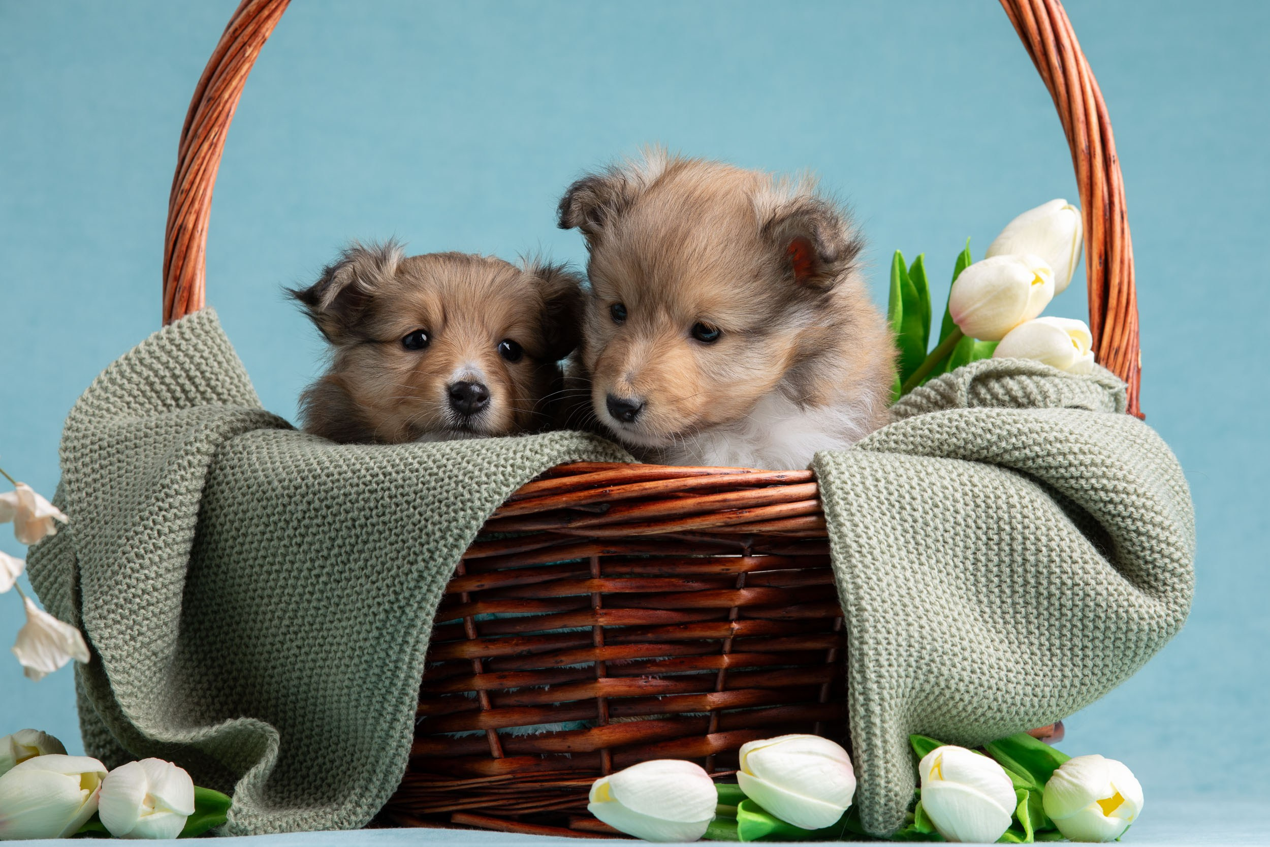 Фото соболиных щенков шелти в возрасте 7 недель на голубом фоне. Фотограф-анималист в Москве и Московской области Татьяна Фролова