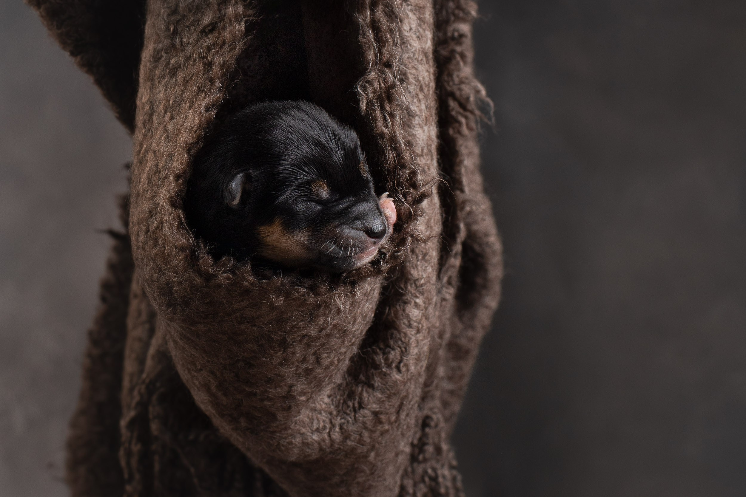 Ньюборн съемка для помета новорожденных щенков мамесиба. Фотограф-анималист в Москве и Московской области Татьяна Фролова