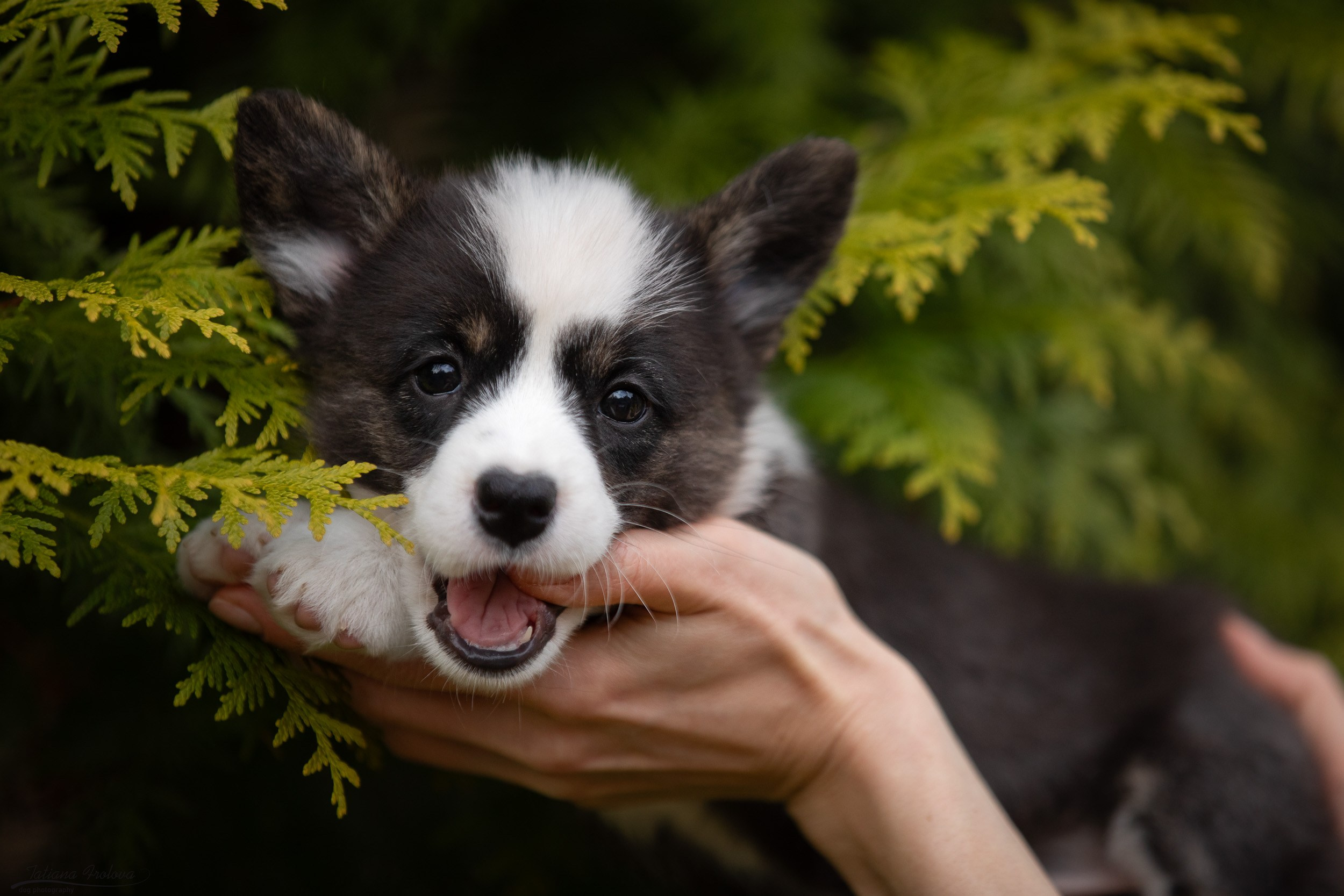 Съемка помета щенков для продажи на улице. Фотограф-анималист в Москве и Московской области Татьяна Фролова