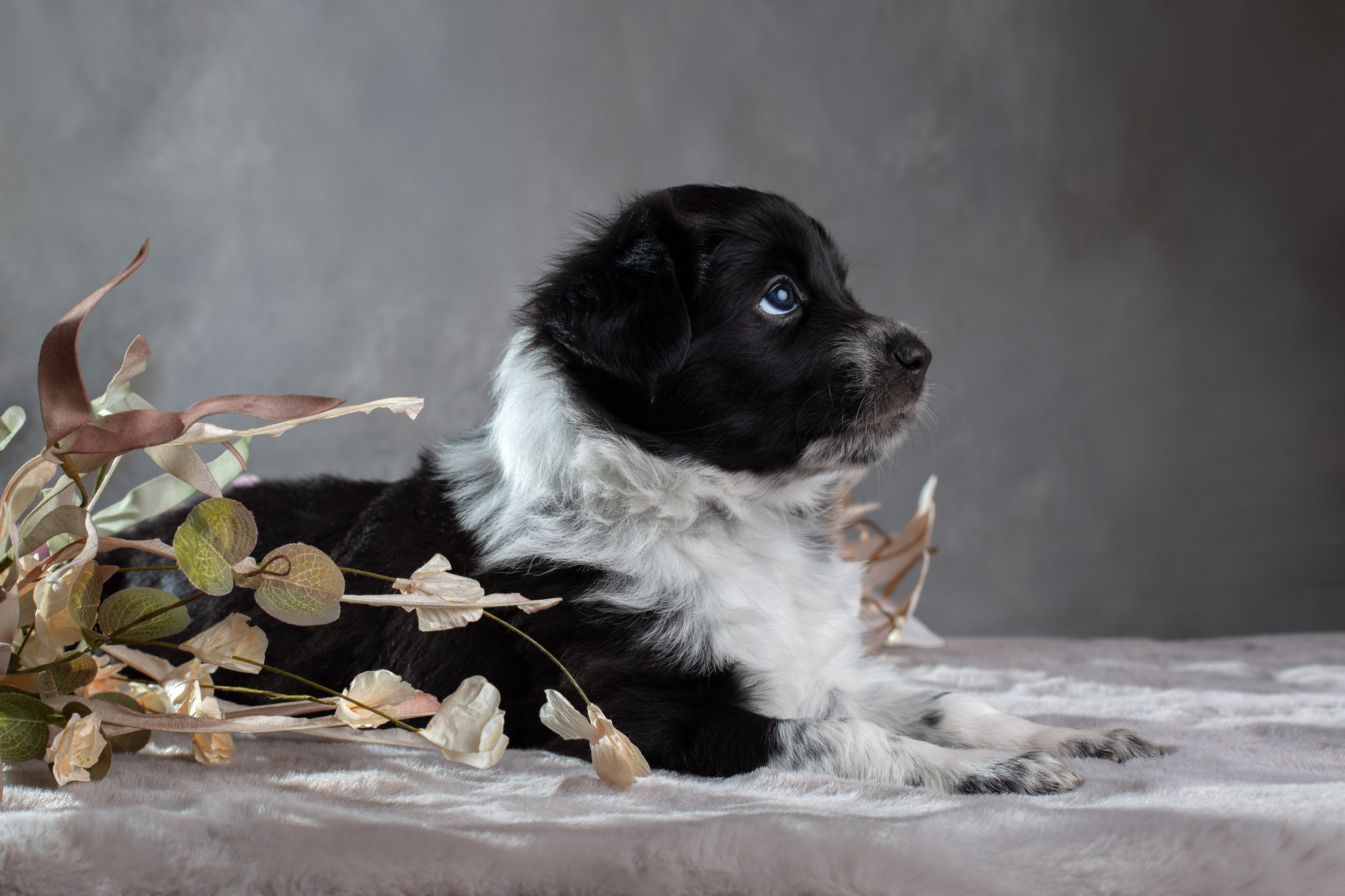 Фотосет помёта щенков для заводчиков. Фотограф-анималист в Москве и Московской области Татьяна Фролова