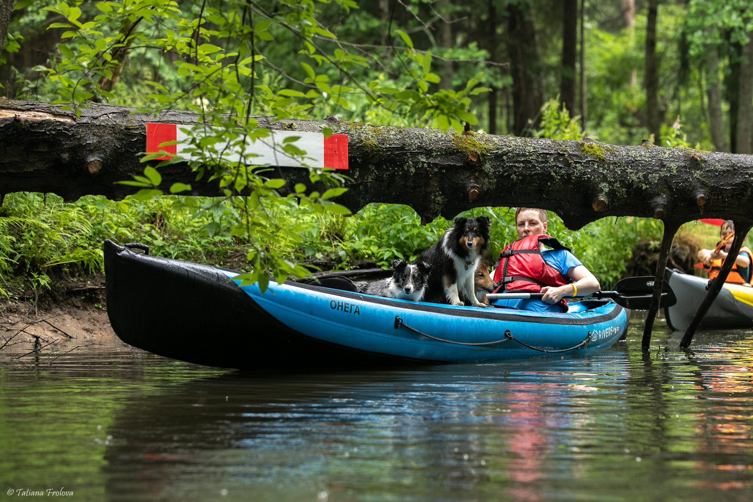 Фотоочет о сплаве на байдарках вместе с собаками. Фотограф-анималист в Москве и Московской области Татьяна Фролова