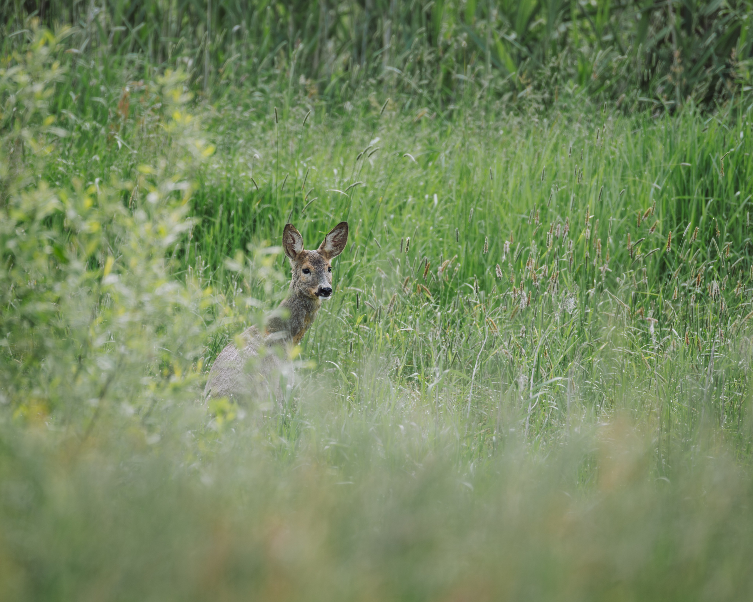 Voronezh 2026. Anton Chernov | Wildlife photographer
