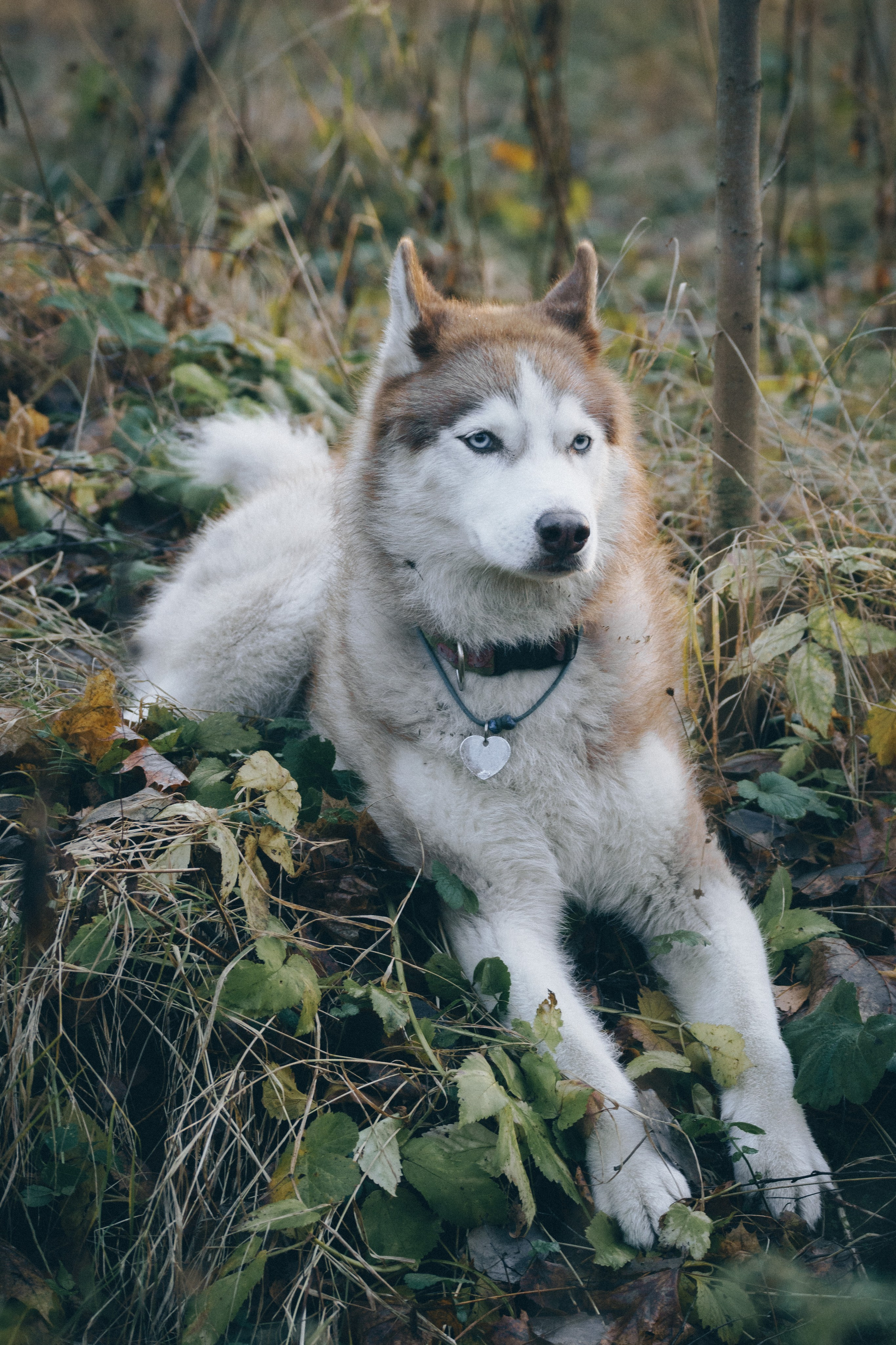 Ваши фотографии. Фотограф анималист Осипчикова Мария