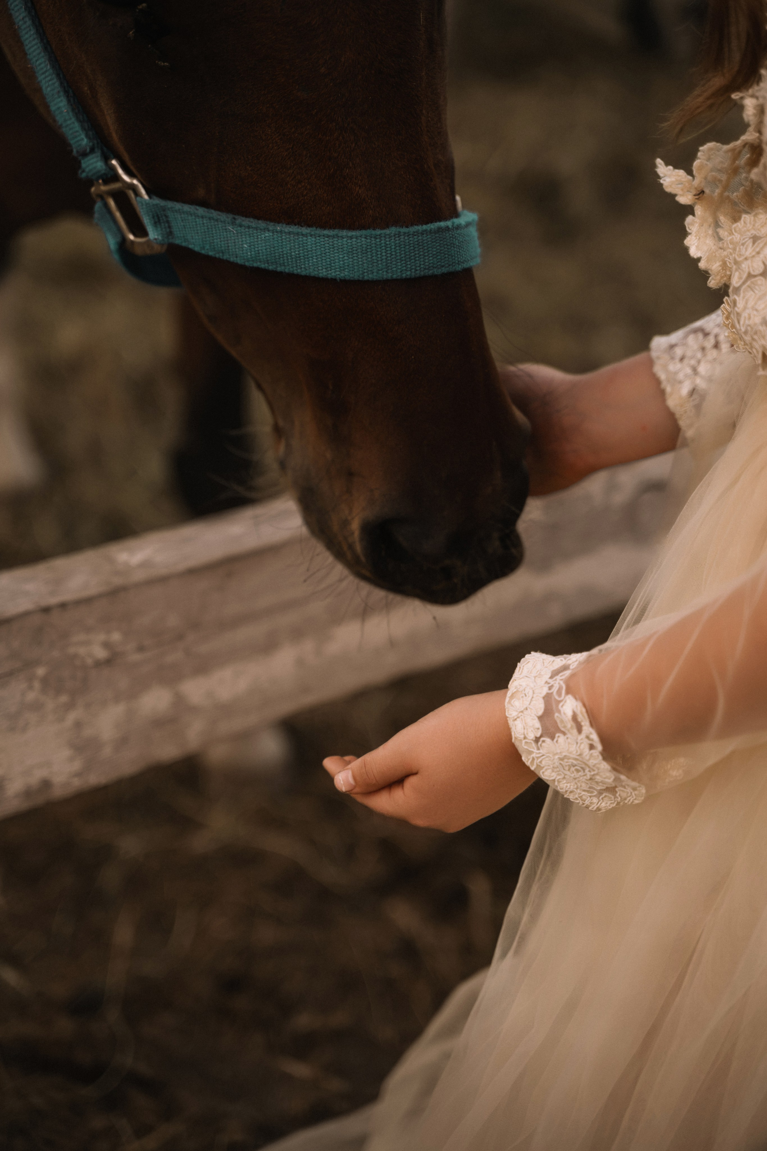 Евгения. Фотосессия с лошадьми. Семейный фотограф в Белгороде Амелина Алина