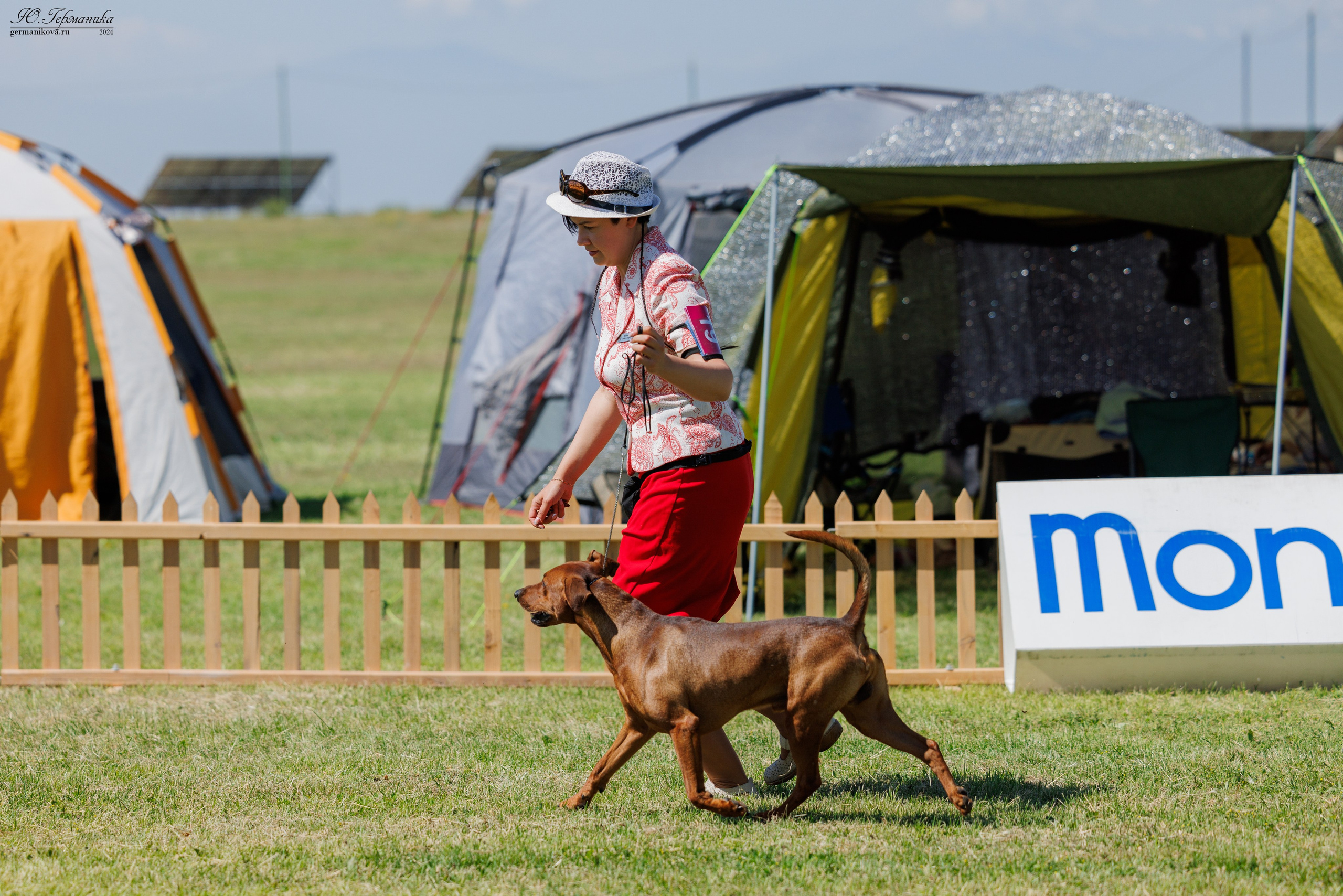Ереван 3-5.06.2024. Фотограф-анималист Юлия Германика
