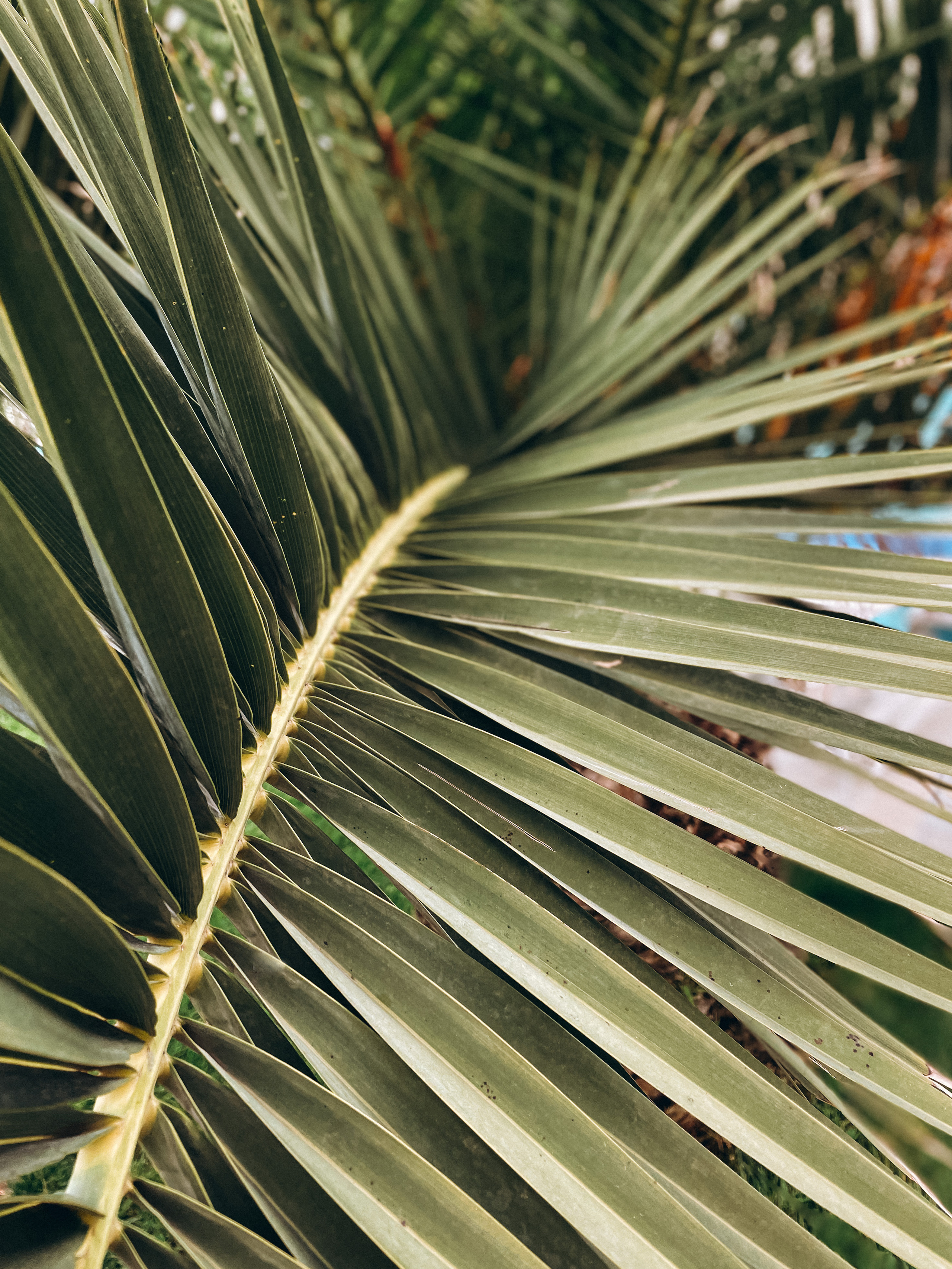 Примеры работ с мобильной фотосессии. Милана Довгаль - семейный фотограф и видеограф  в Адлере и Сочи