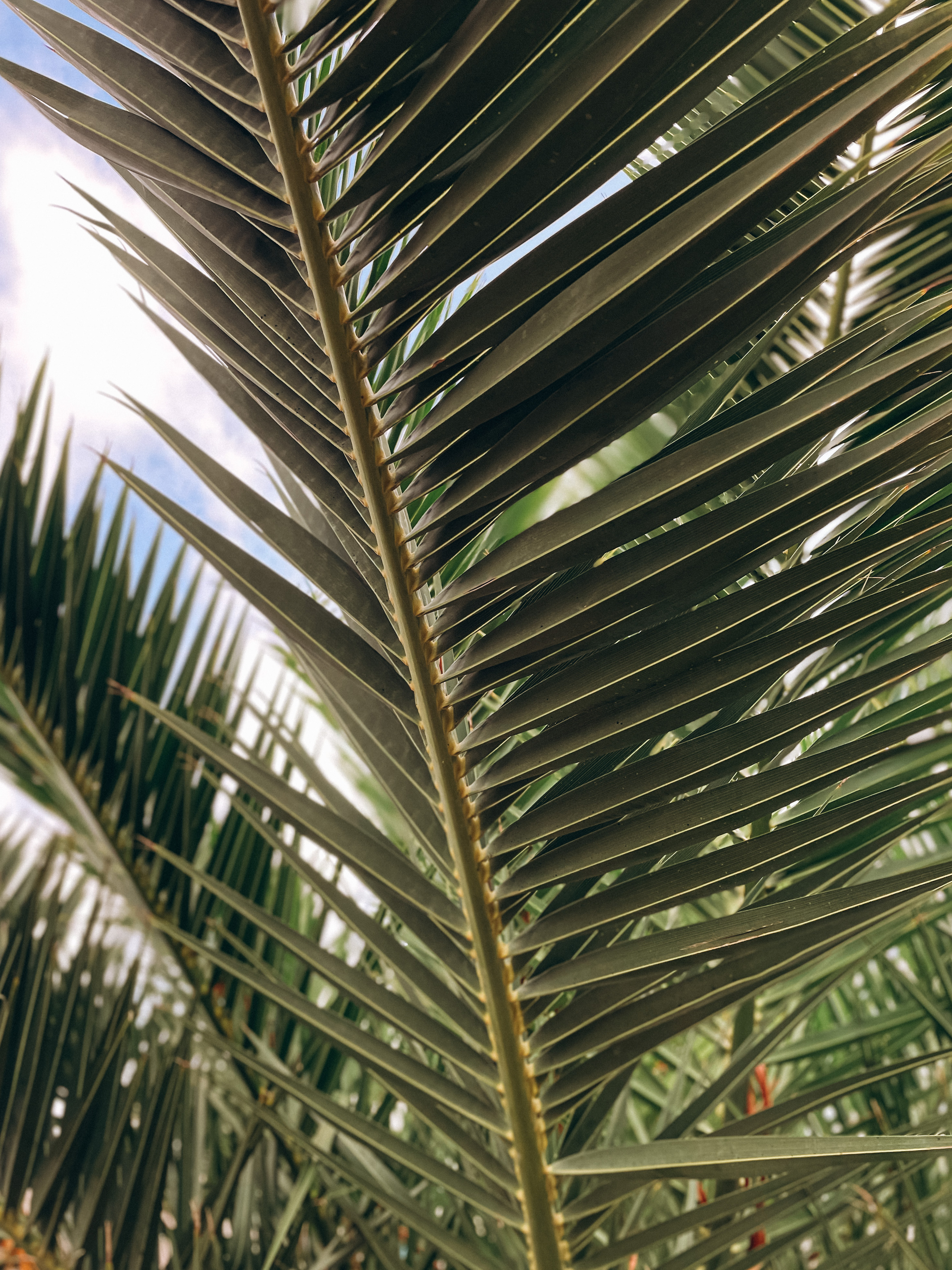 Примеры работ с мобильной фотосессии. Милана Довгаль - семейный фотограф и видеограф  в Адлере и Сочи