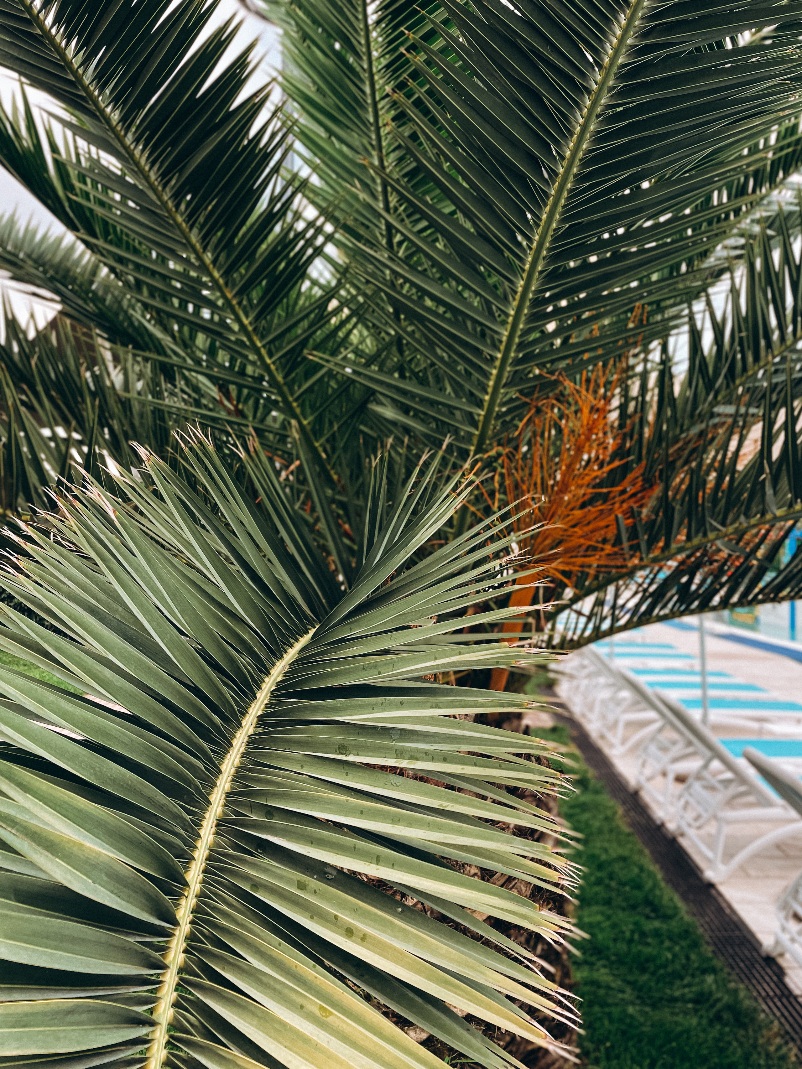 Примеры работ с мобильной фотосессии. Милана Довгаль - семейный фотограф и видеограф  в Адлере и Сочи