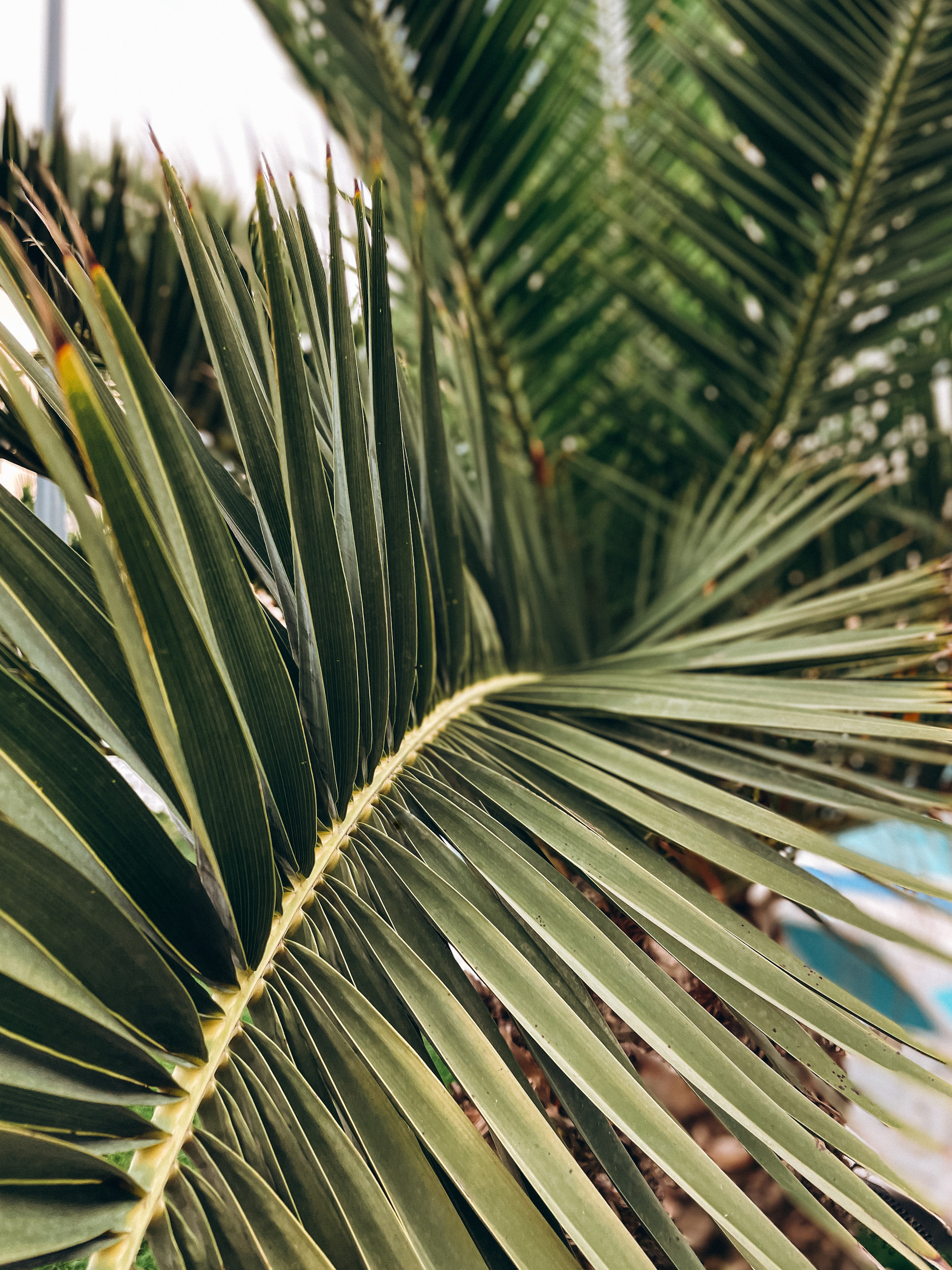 Примеры работ с мобильной фотосессии. Милана Довгаль - семейный фотограф и видеограф  в Адлере и Сочи