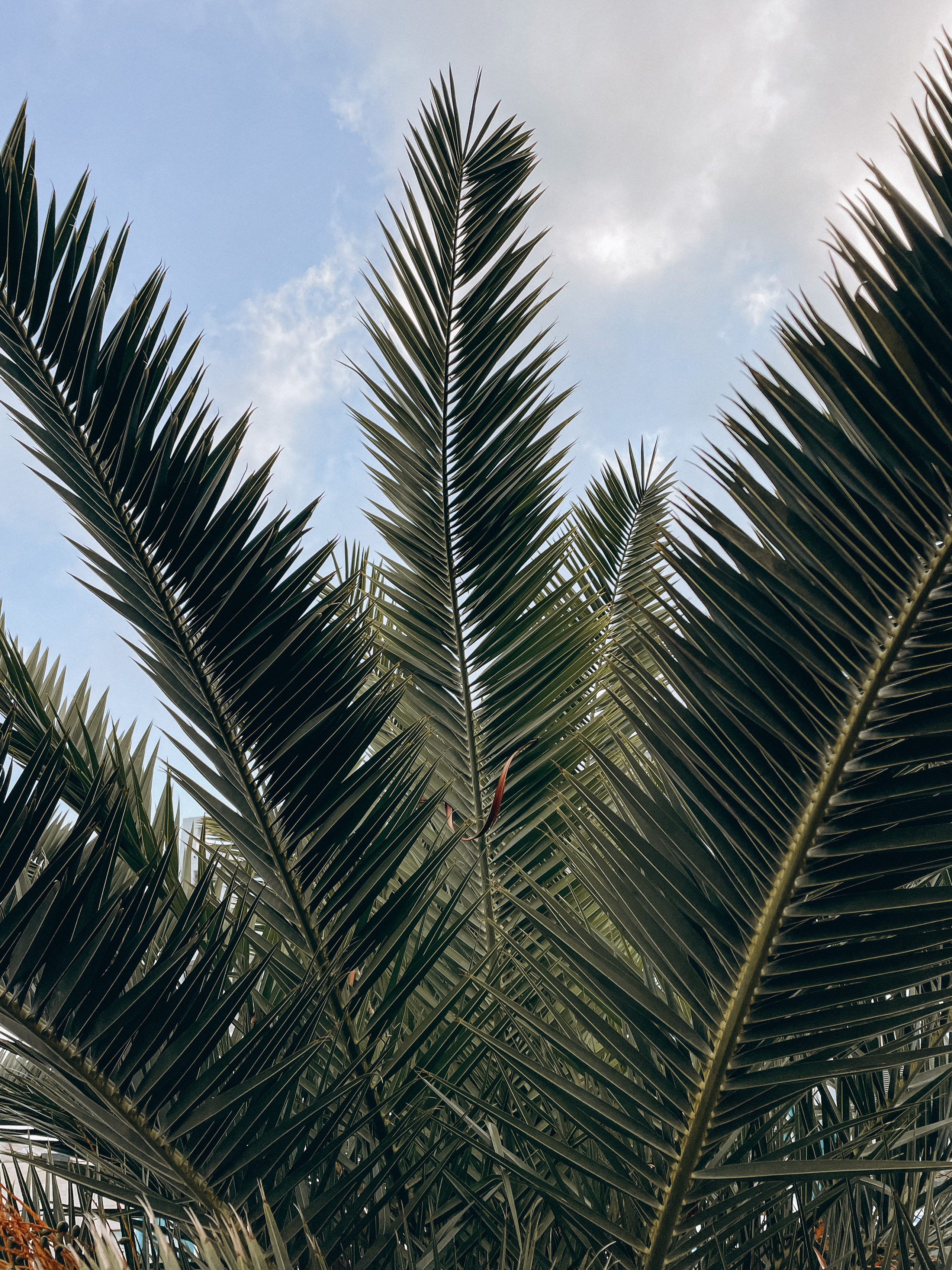 Примеры работ с мобильной фотосессии. Милана Довгаль - семейный фотограф и видеограф  в Адлере и Сочи