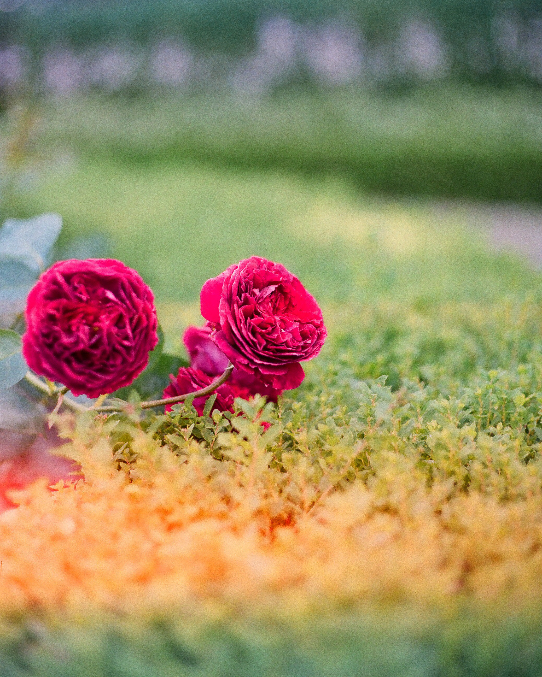 плёнка Kodak portra400