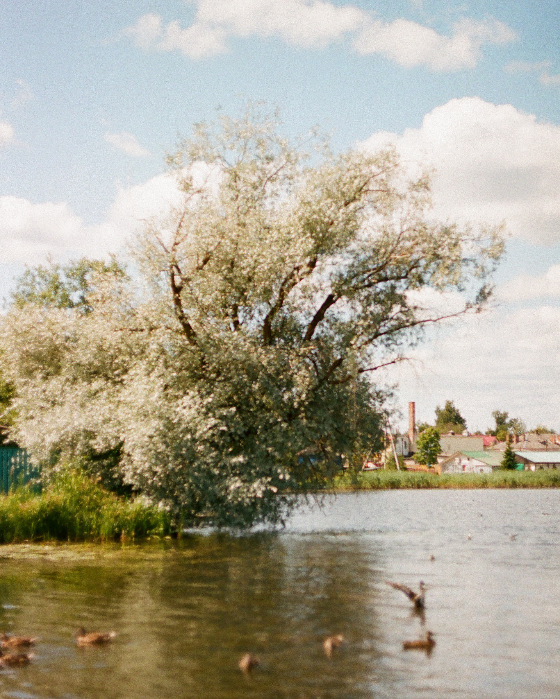 плёнка Kodak portra400