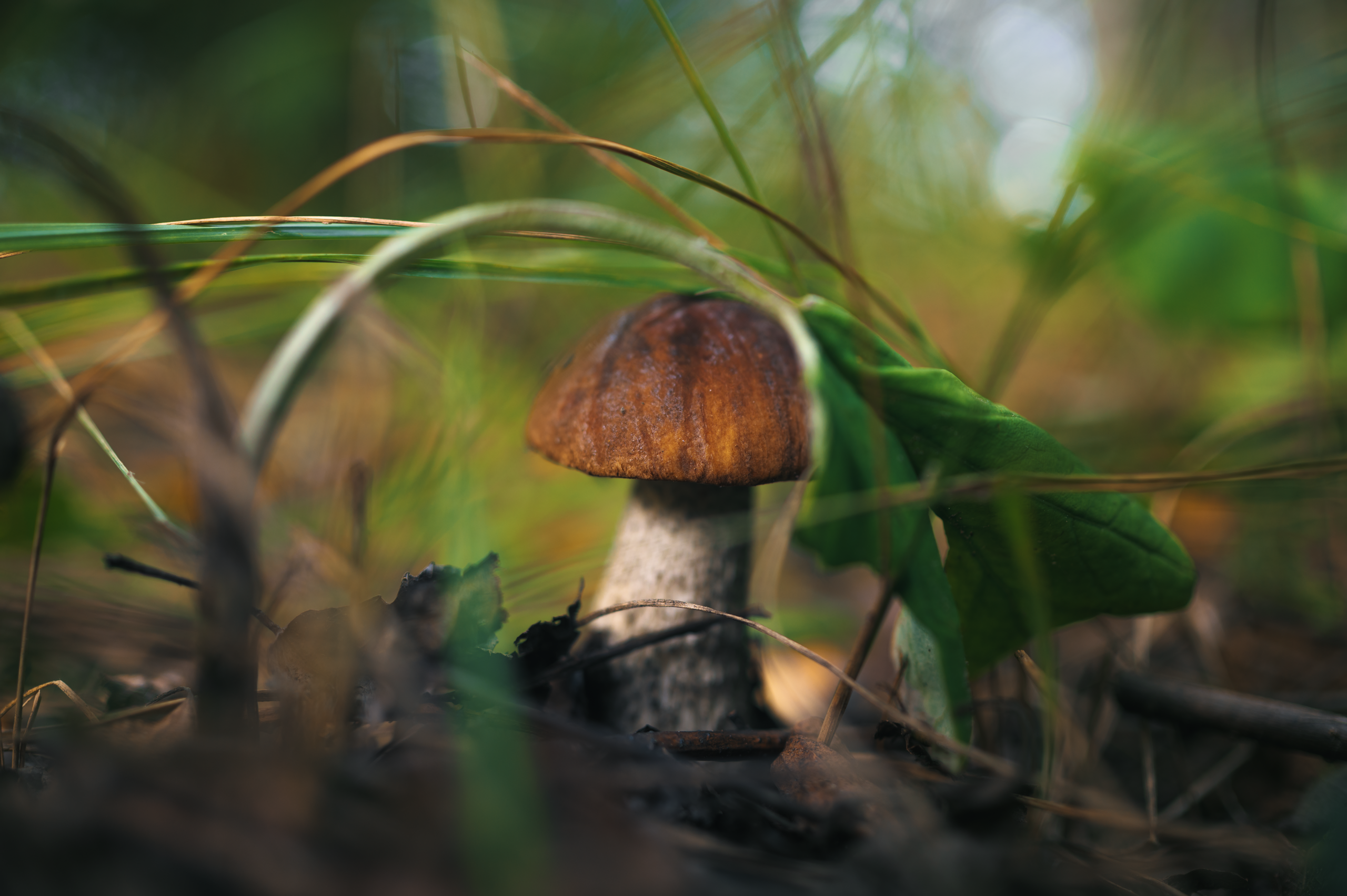 Невидимый спектр. Komonev