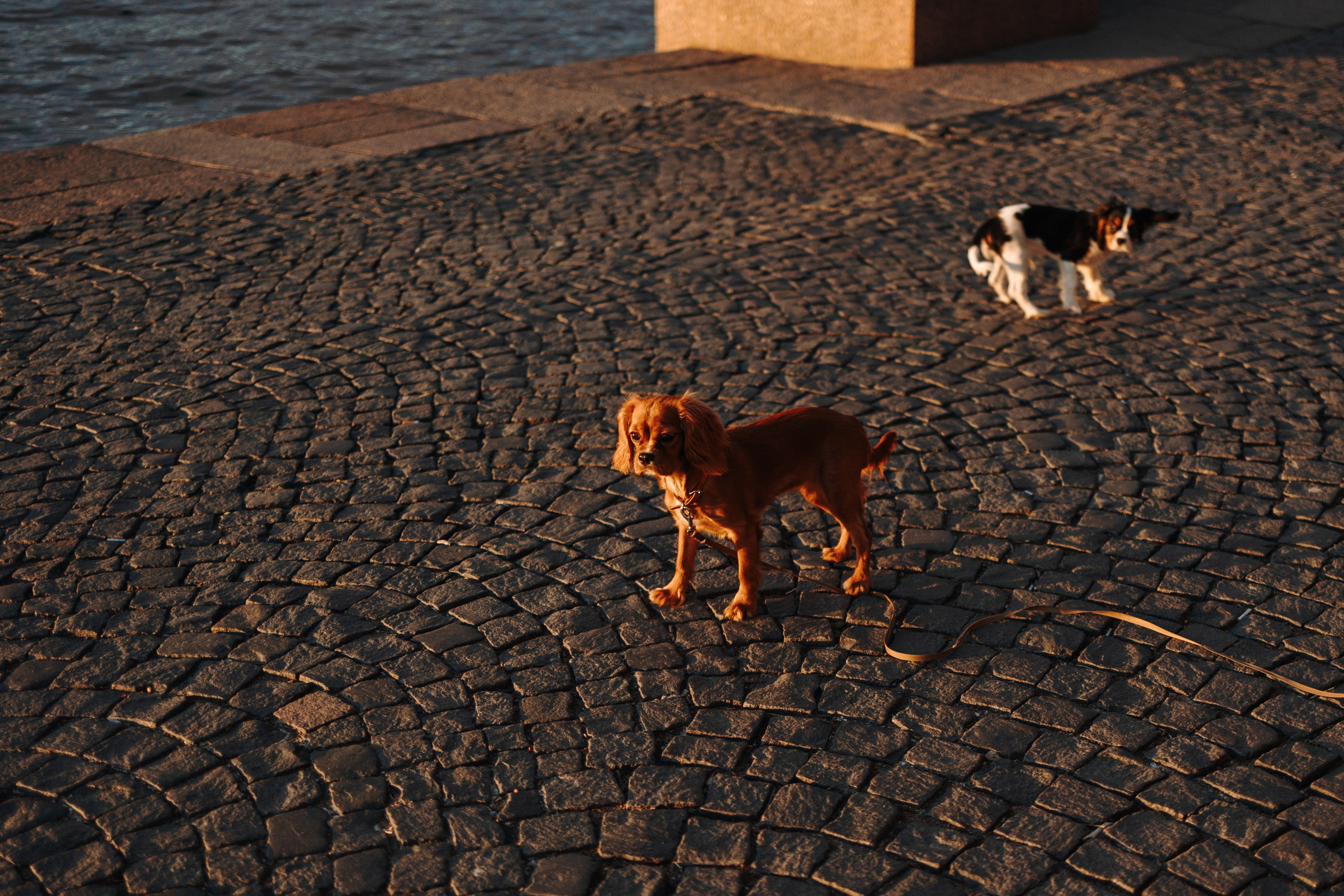Аня, Стеша и Степан. Фотограф — Анималист | Санкт-Петербург