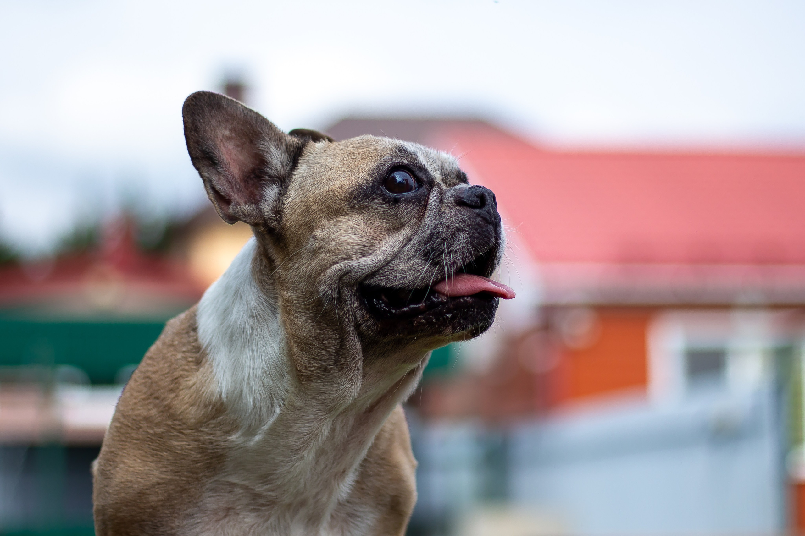 Собачья жизнь — Зоогостиница «Счастливые мечтатели». Фотограф • Орехово-Зуево • Балашиха • TEFO