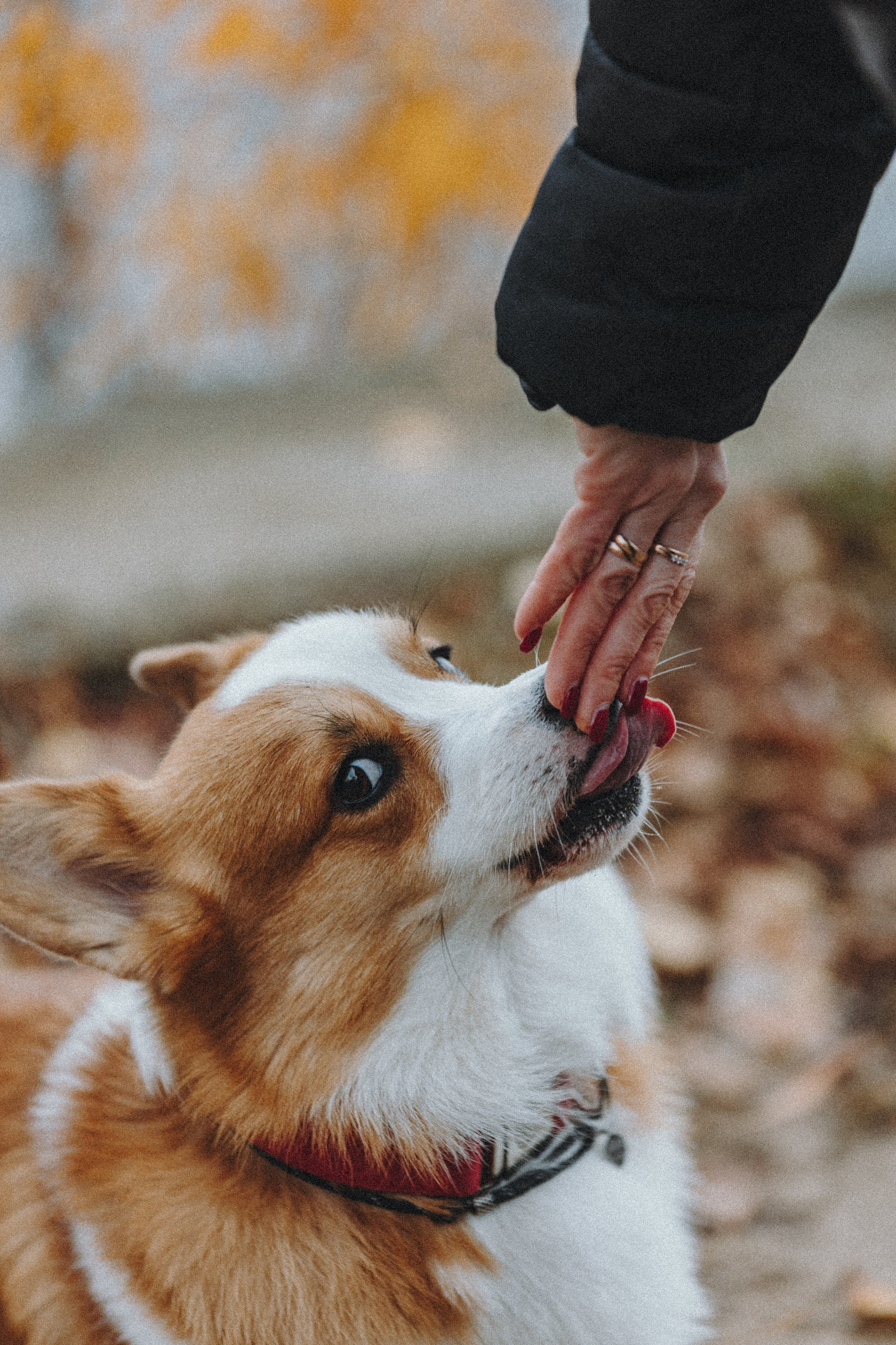 Надя и Перси. Фотограф — анималист Светлана Кысса|фотограф собак в Краснодаре и Нижнем Новгороде