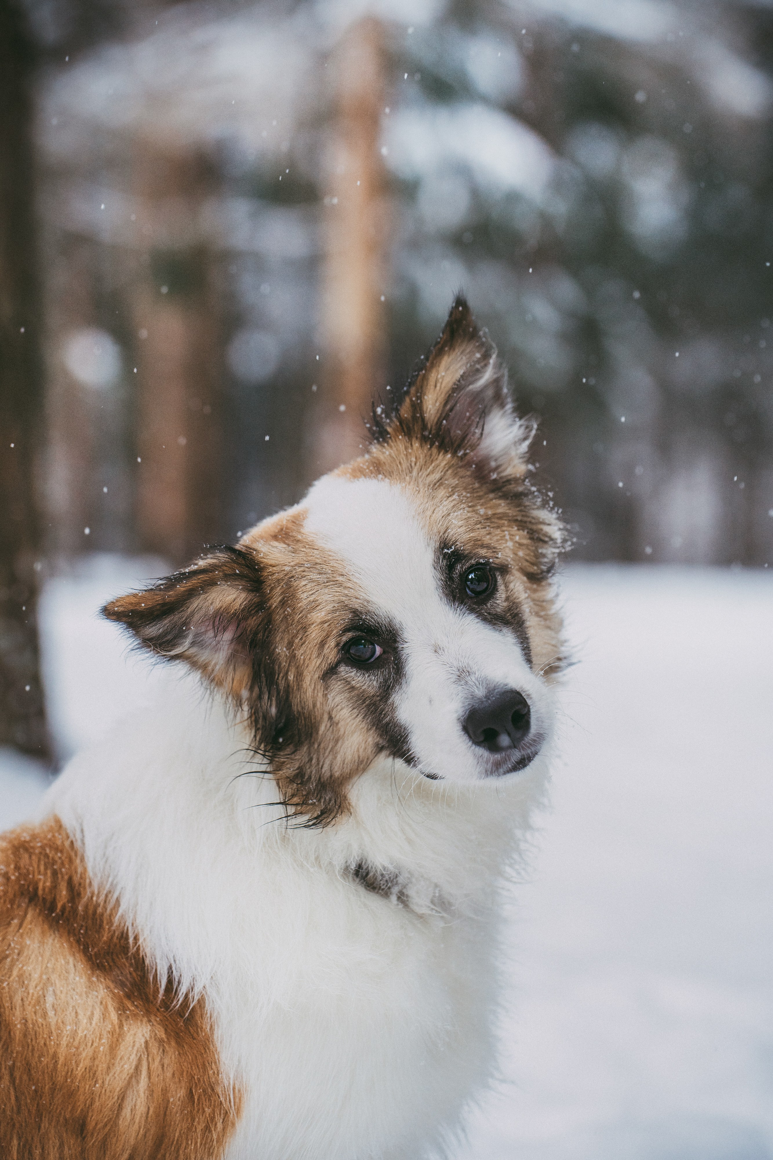 Катя, Анатолий и Елай. Фотограф анималист в Москве и Санкт-Петербурге Свиридова Анна