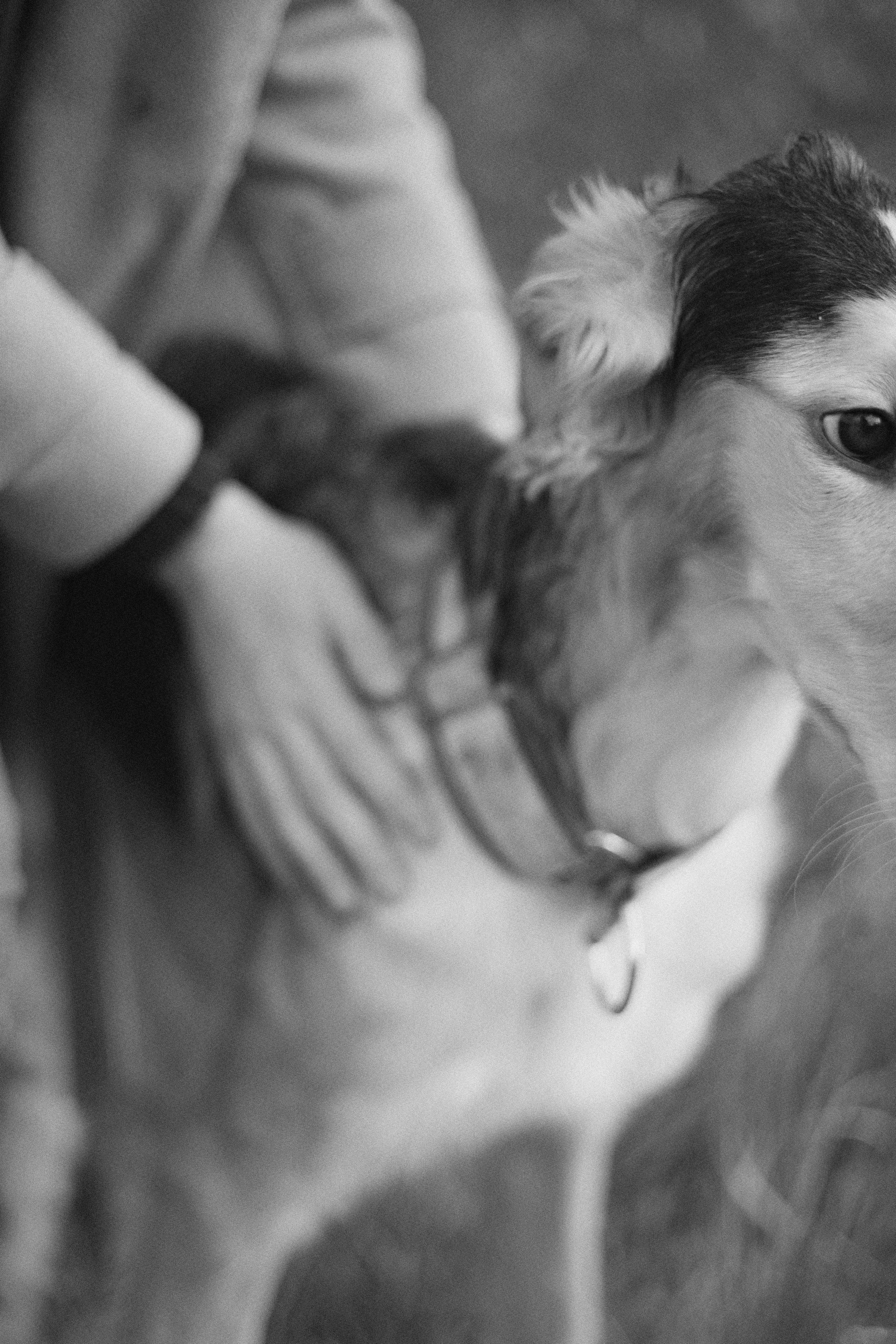 Алена, Леви и Микаса. Фотограф-анималист Богданова Полина