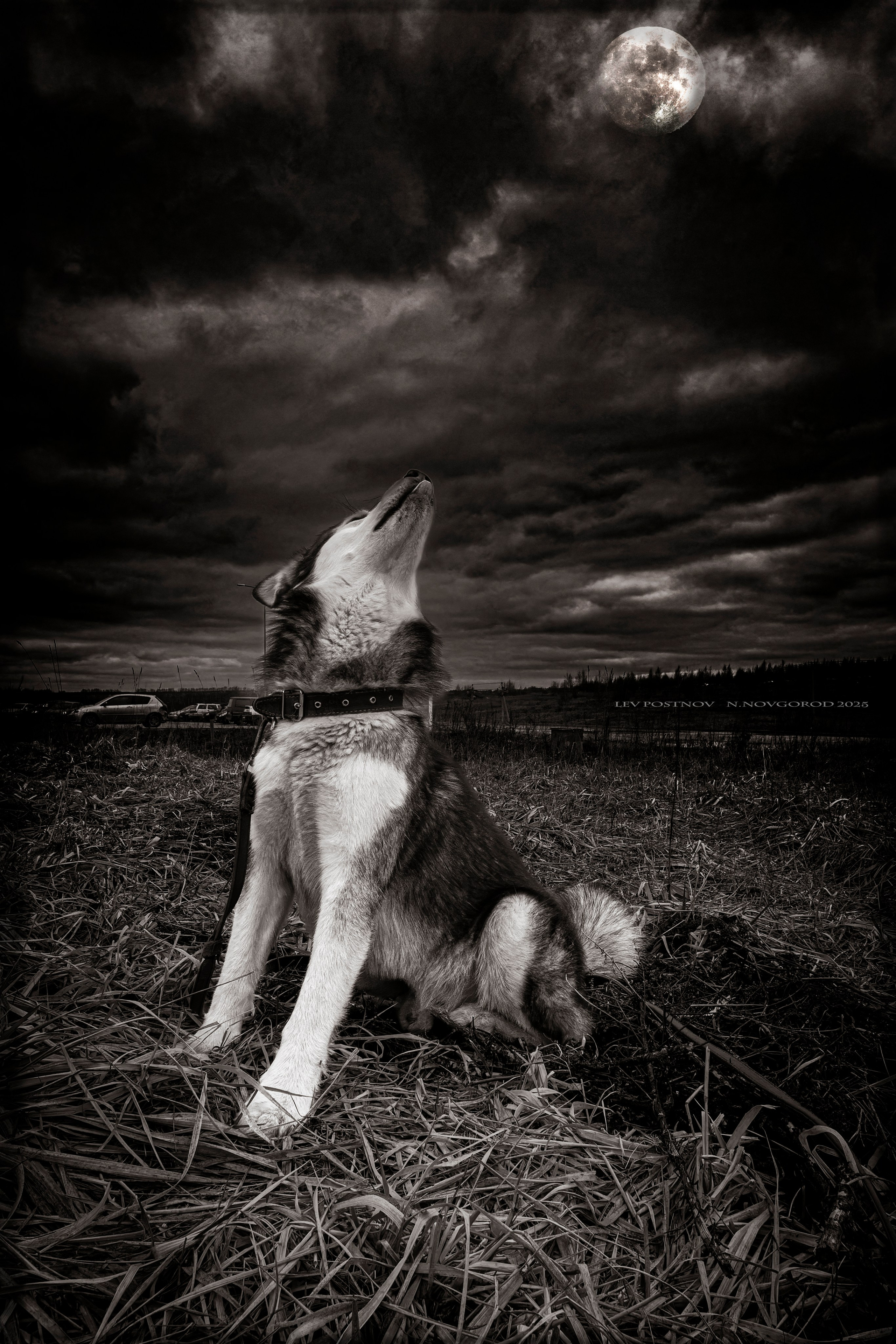 Мои маламуты.Ярик. Лев Постнов.Фотограф. Нижний Новгород