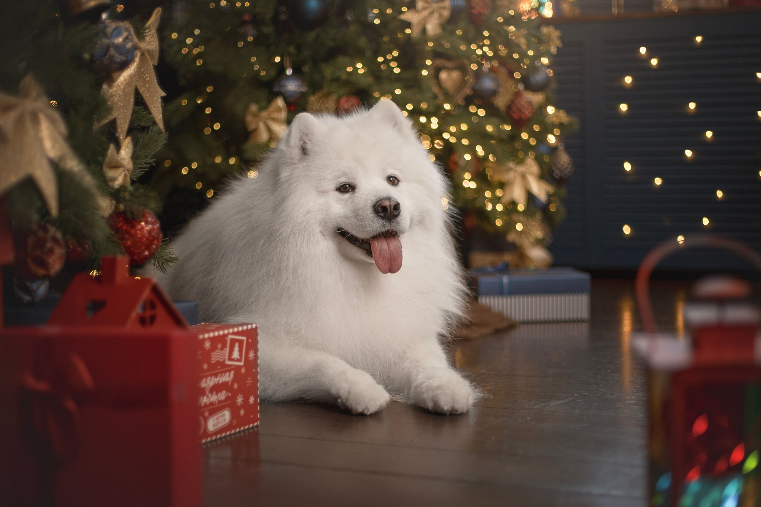 Пушистые самоедские драконы в студии. Фотограф анималист в Москве Майорова Евгения