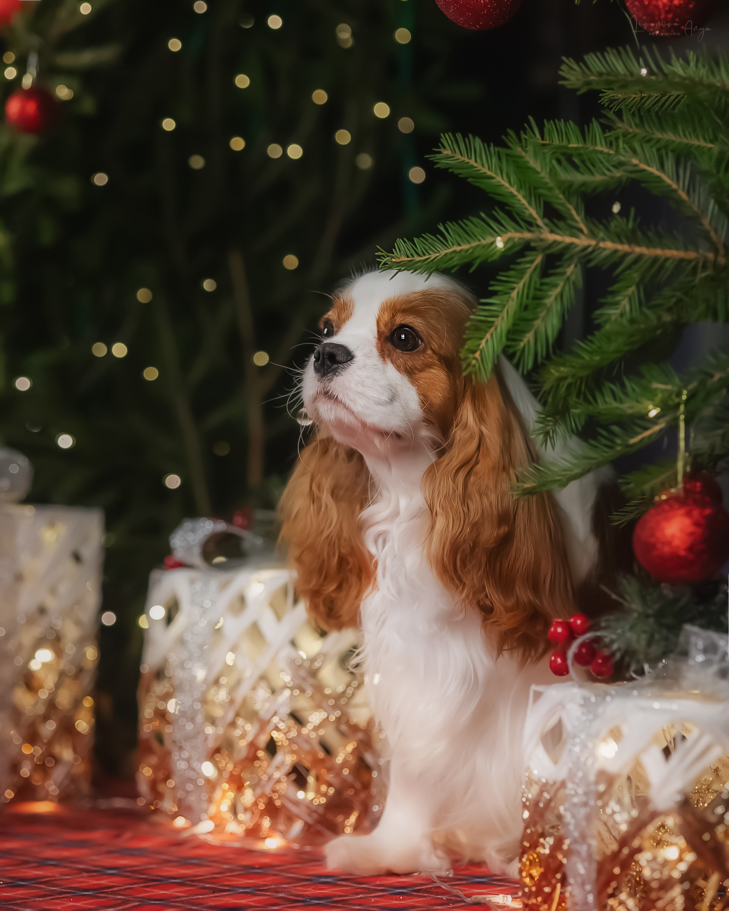 Фотодень_2 2025. Фотограф анималист Аня Ливанова | Рыбинск