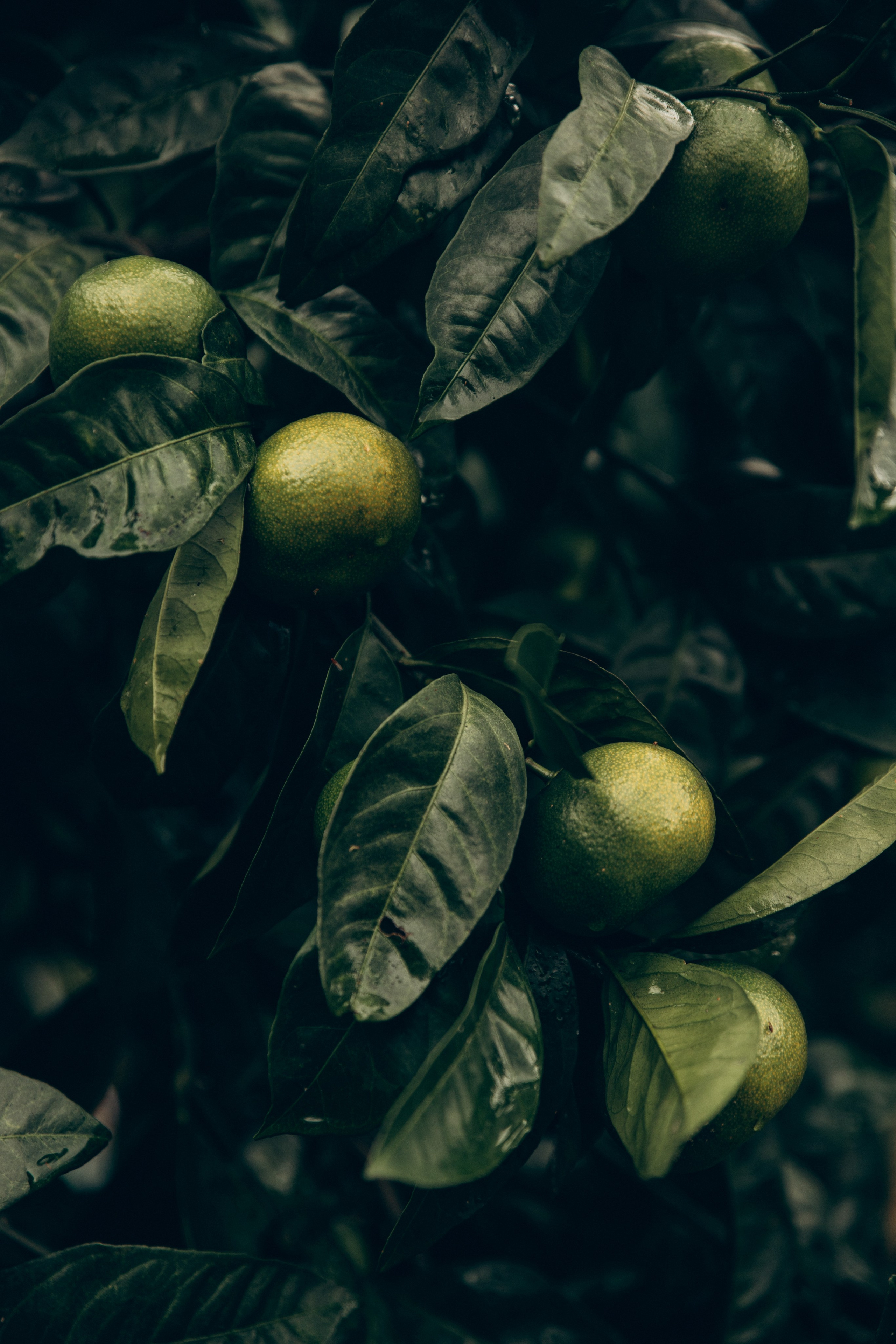 Грузия. Репортажный и детский фотограф в Минске