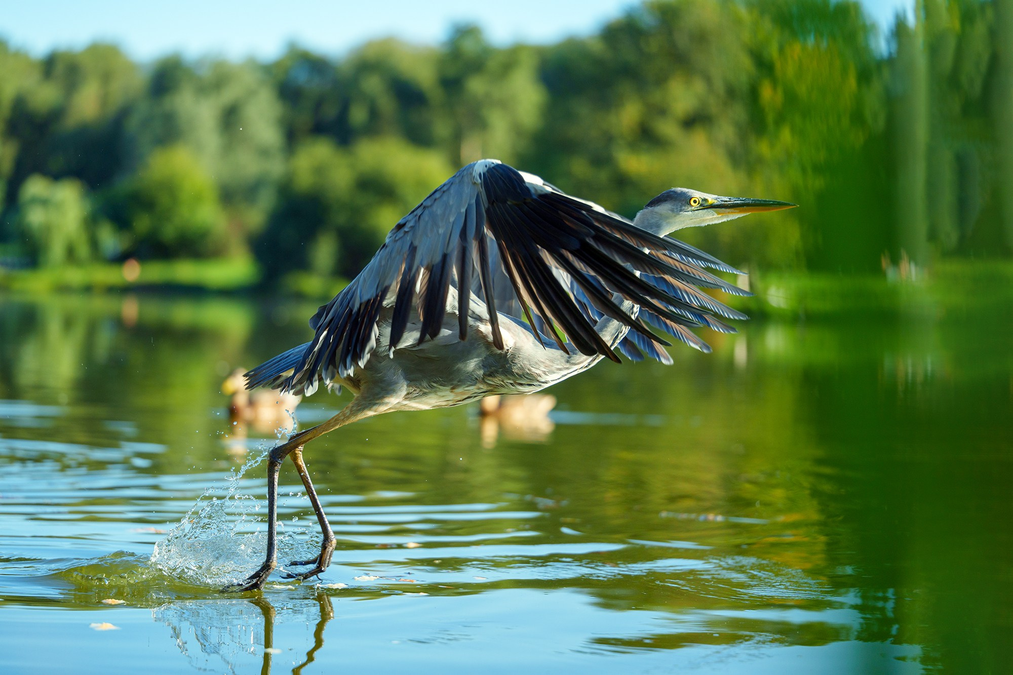 Удивительные мир птиц. Вокруг нас столько прекрасного — присмотритесь!. Ваш личный фотограф Марина Волкова