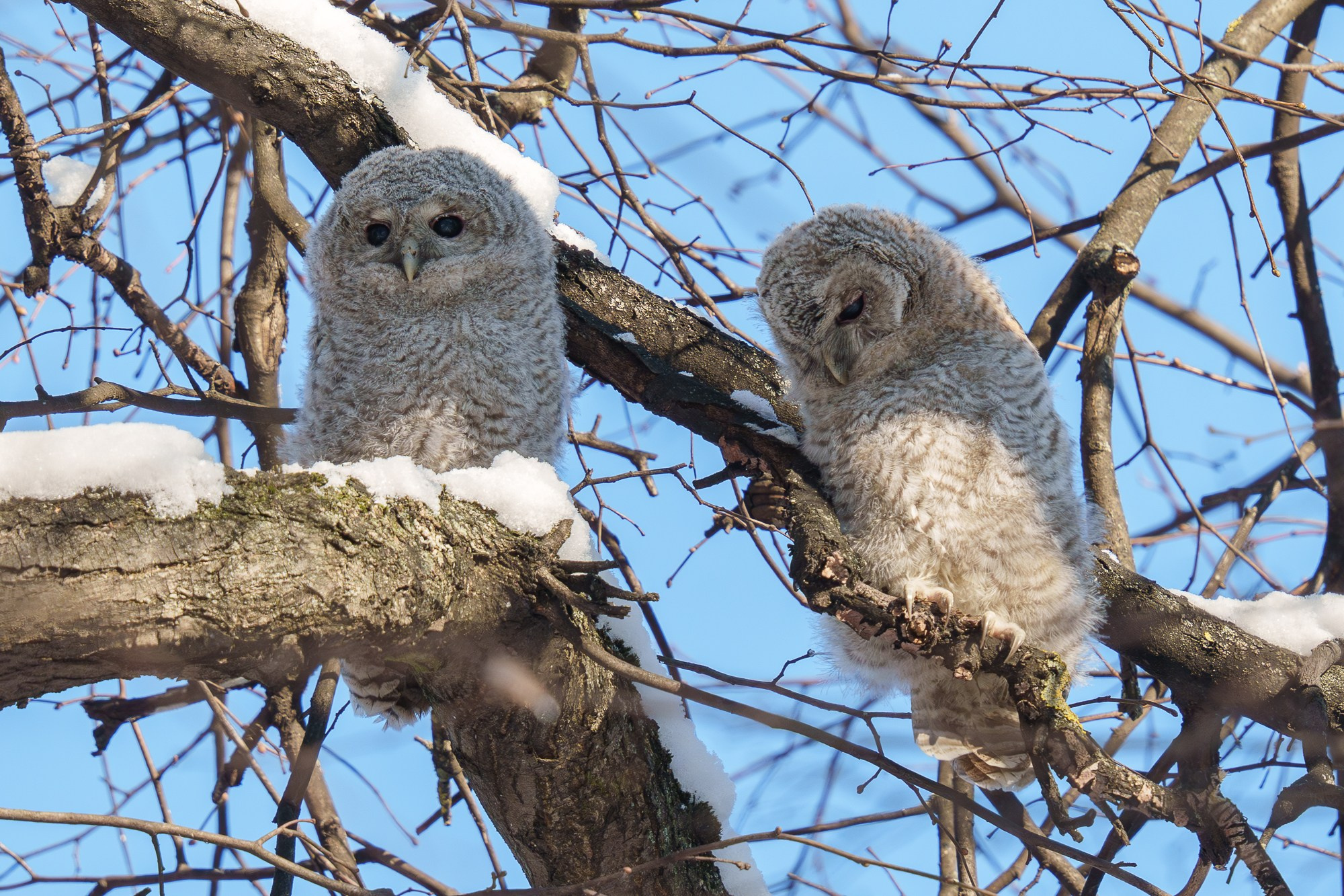 Удивительные мир птиц. Вокруг нас столько прекрасного — присмотритесь!. Ваш личный фотограф Марина Волкова