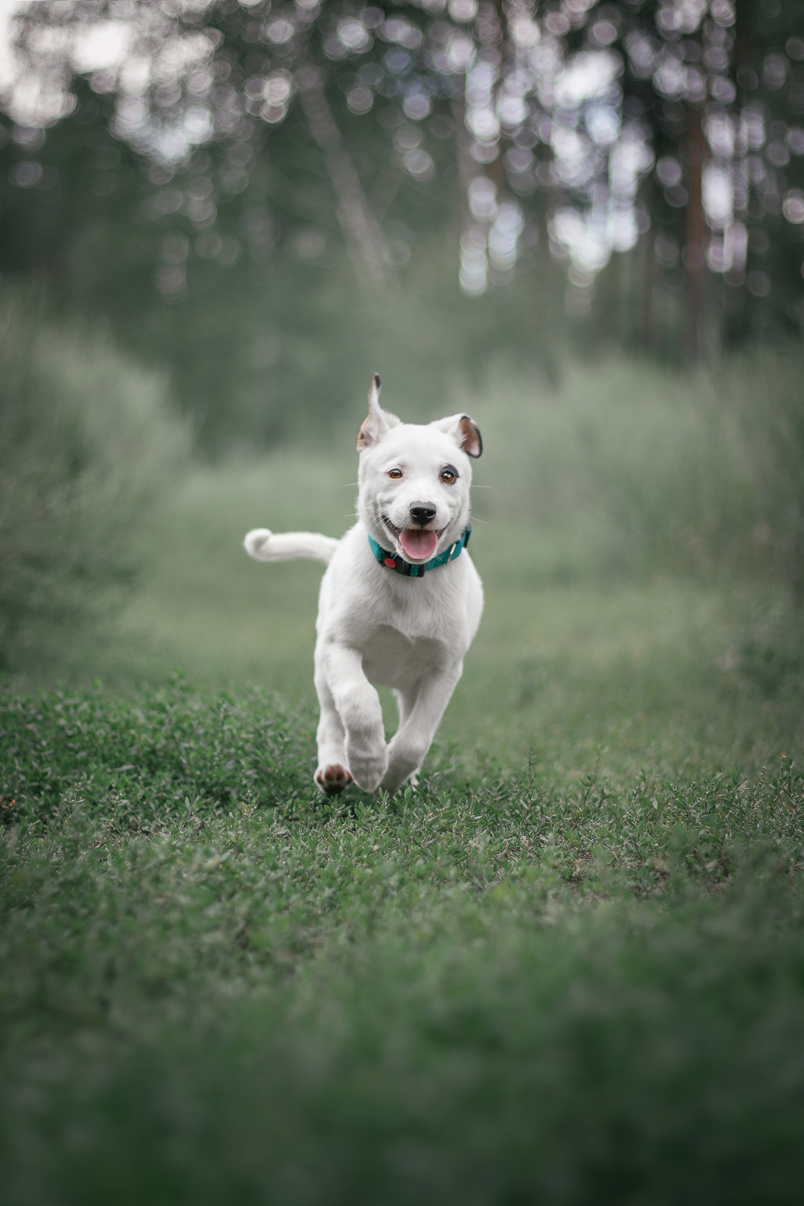 Фотосессия «Булка и Артём» — первый щенок, утренний свет, художественные фото | Воронеж, Липецк. Фотограф — анималист Алина Иванова