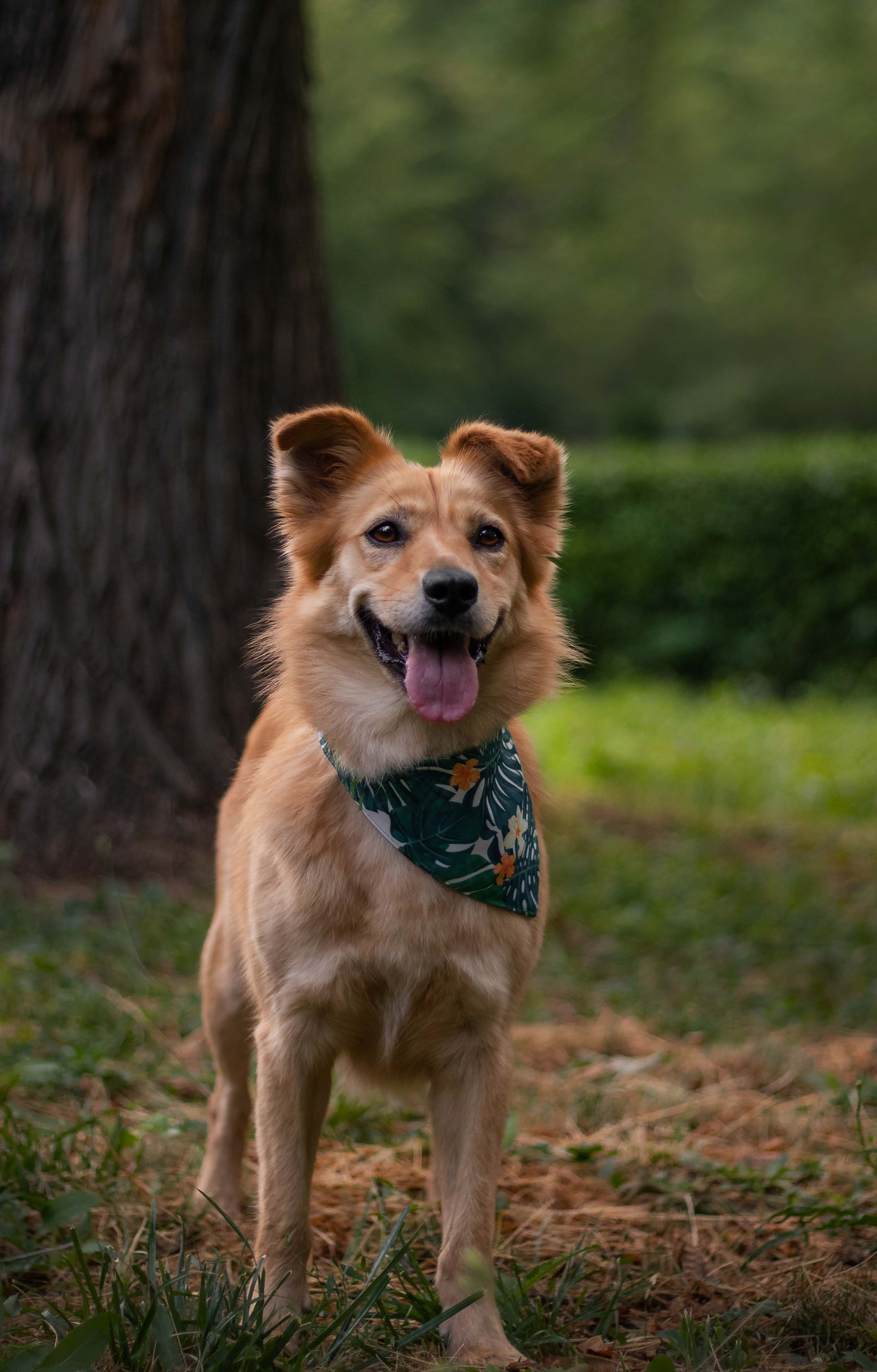 Портфолио фотографа-анималиста из Воронежа Алины Ивановой. Фотограф — анималист Алина Иванова