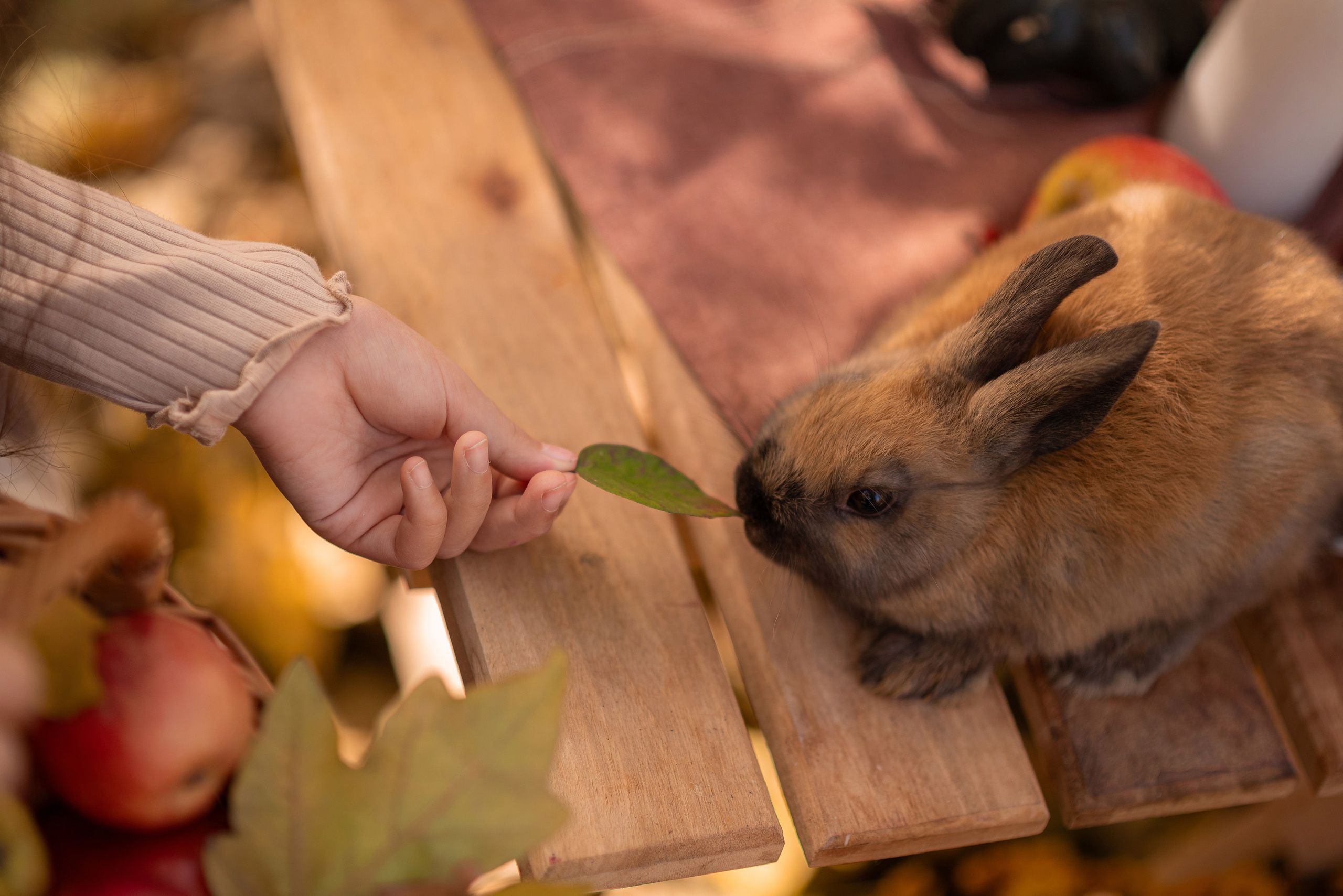 Осенние съемки на улице. Семейный фотограф в Краснодаре